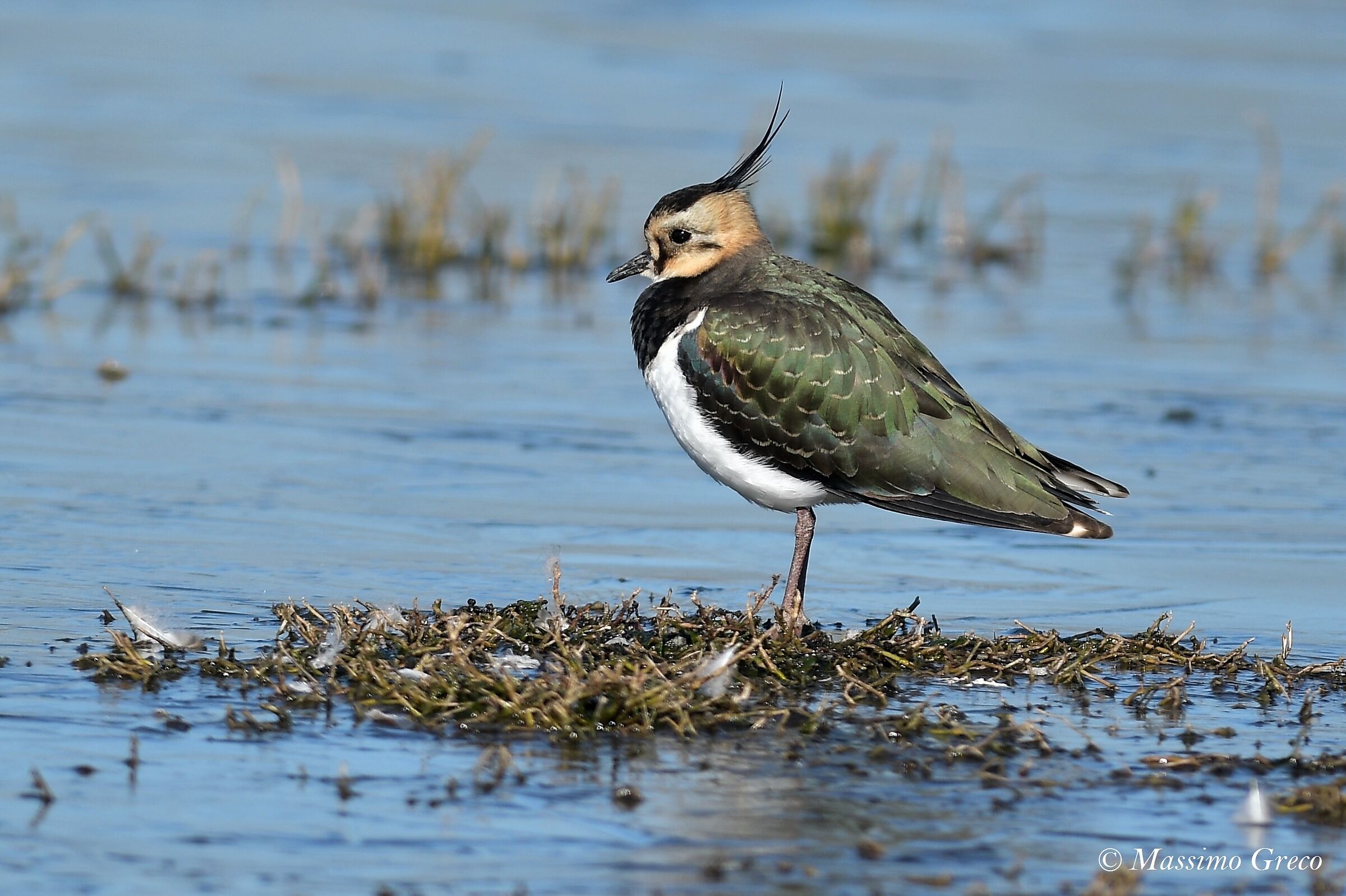 Pavoncella (Vanellus vanellus)