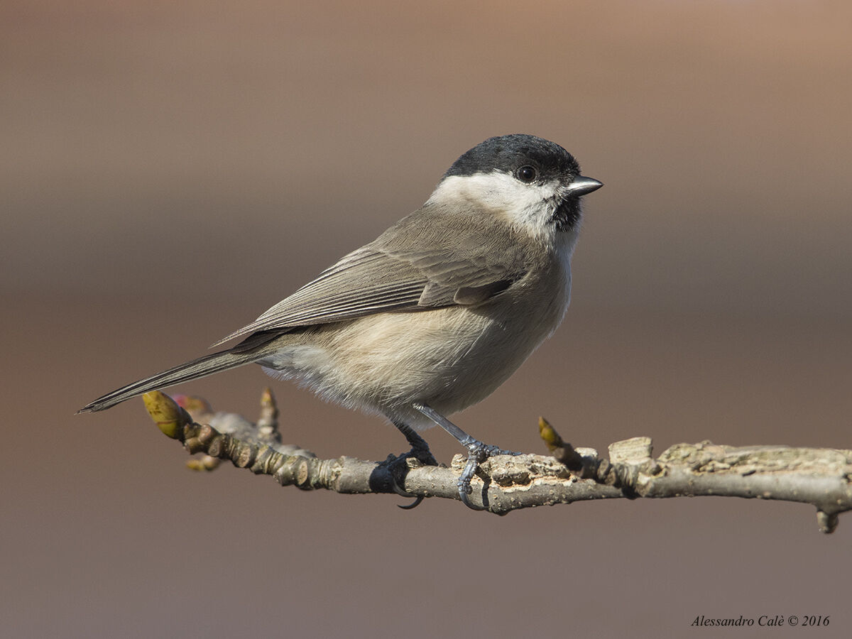Parus palustris (Cincia bigia) 9906