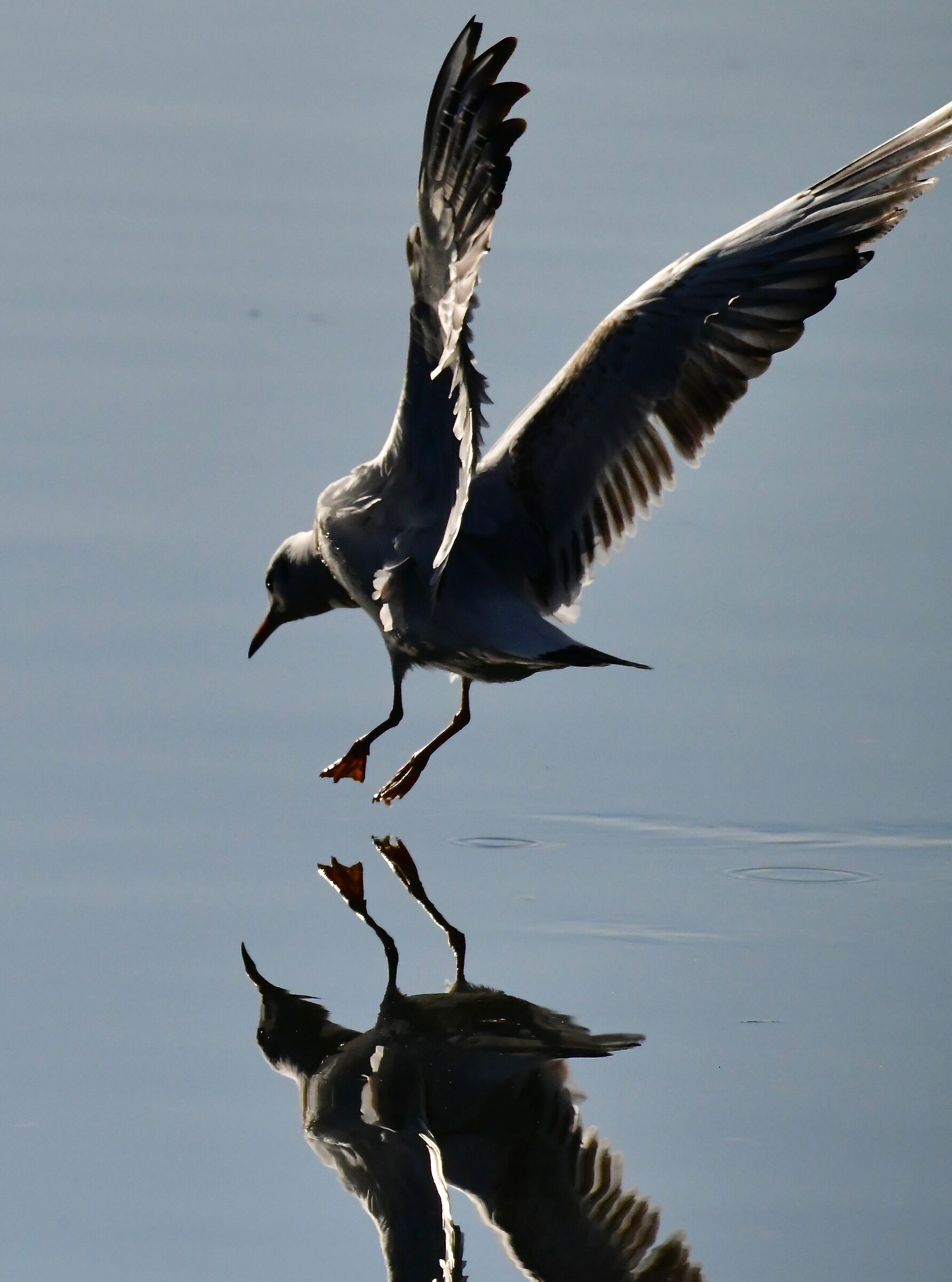 always and only Jonathan