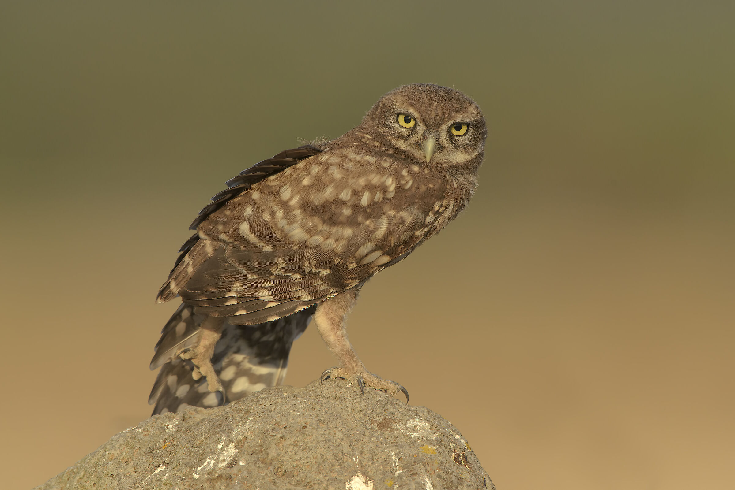 giovane civetta-stretching_2