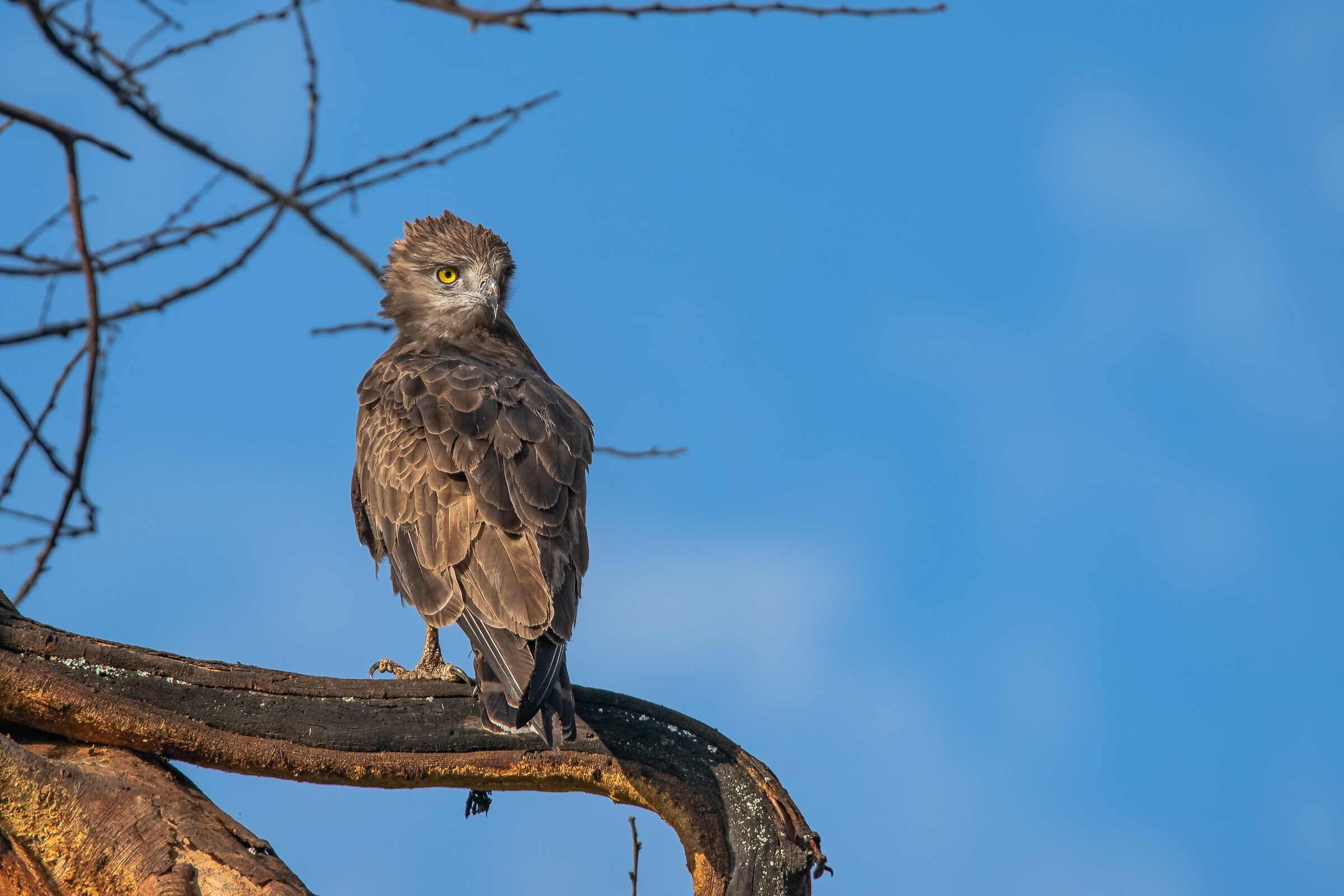 raptor of the amboseli