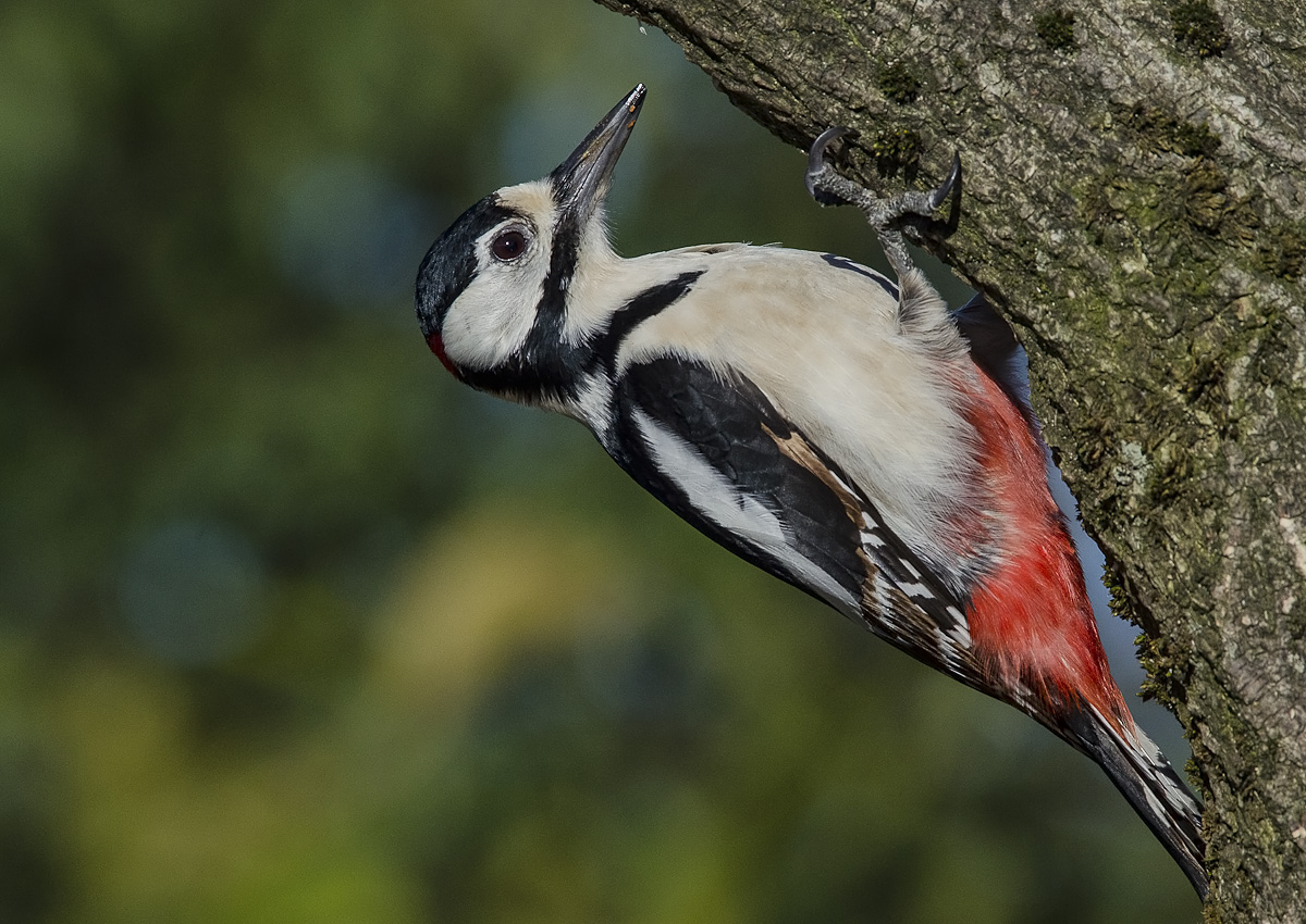 picchio rosso maggiore