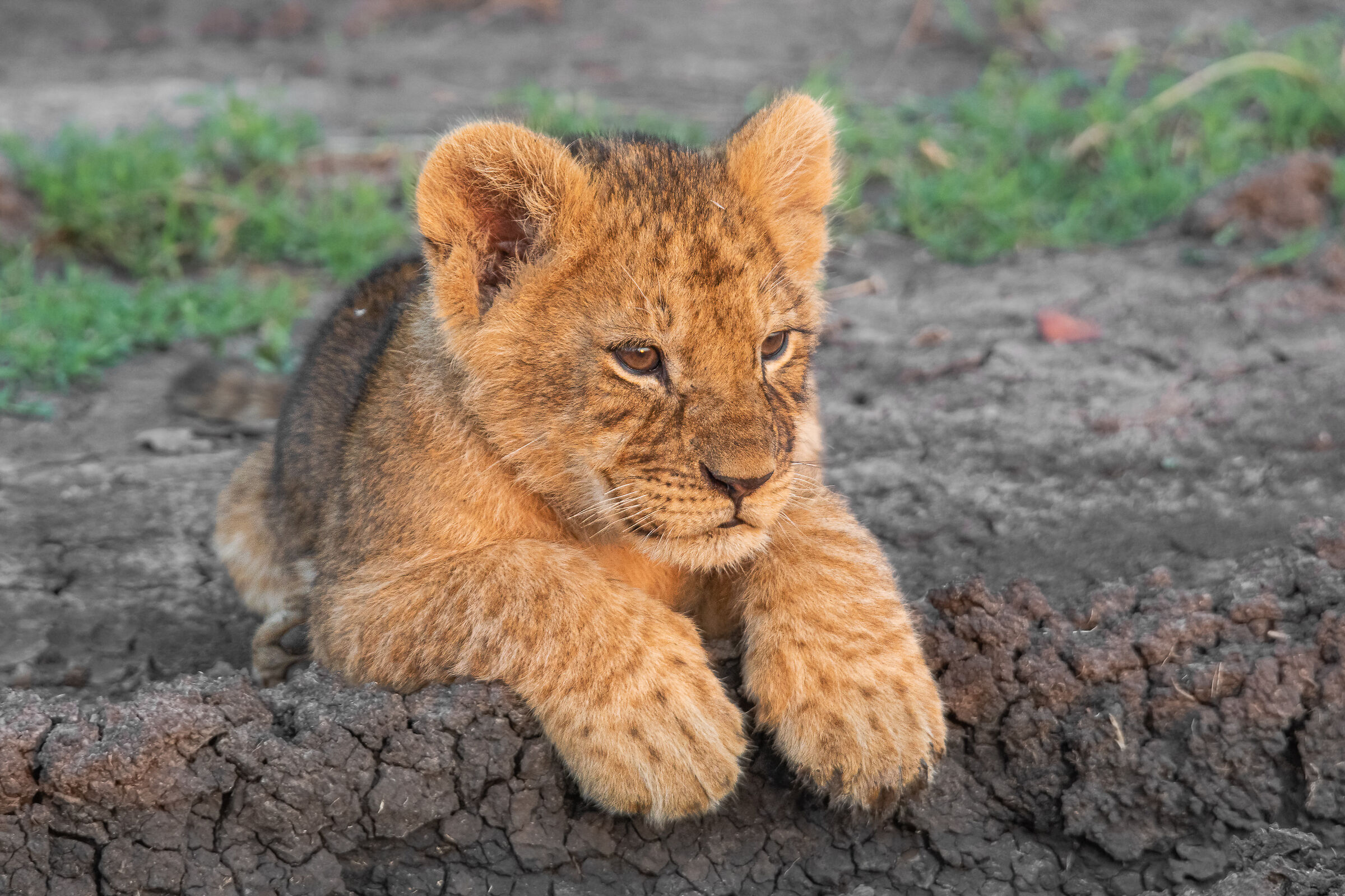 leoncino al masai mare