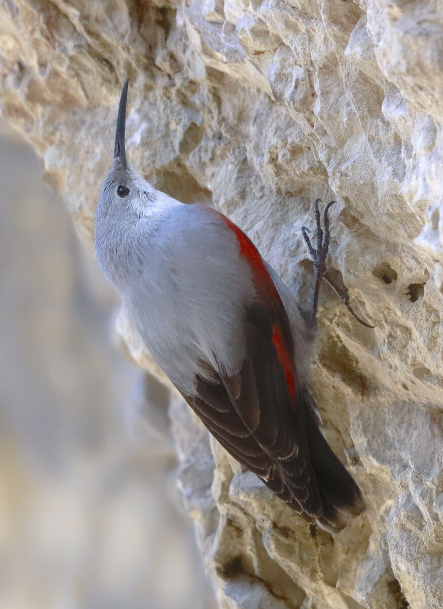 woodpecker wallman sixth degree