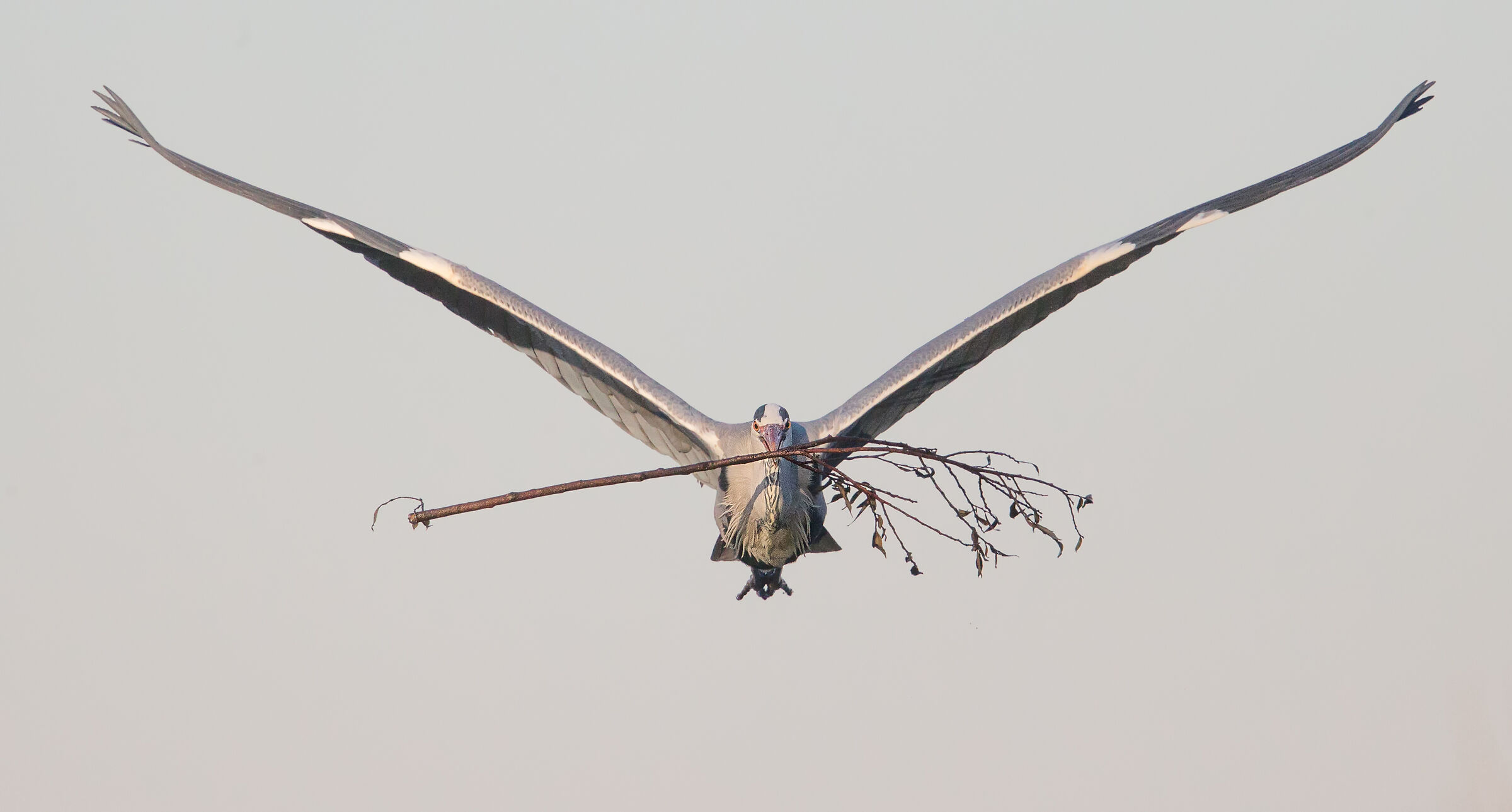 a carpenter in heaven