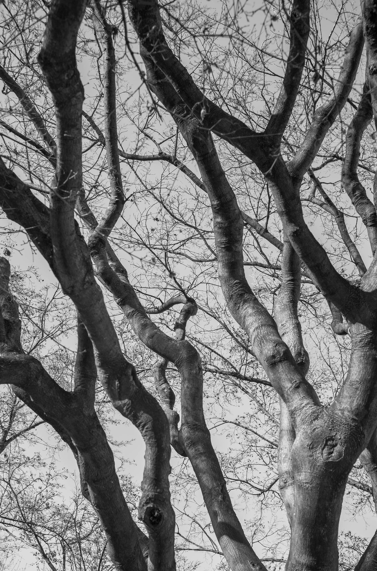 Branches