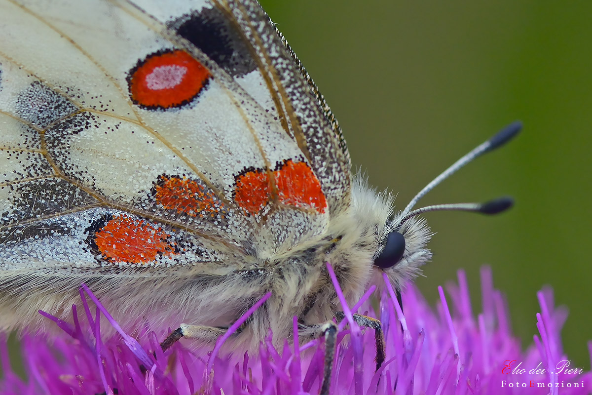 Parnassius apollo