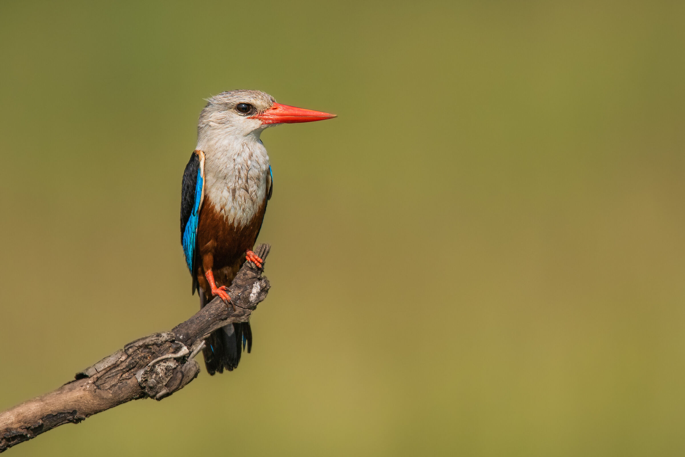 masai mara's kingfisher