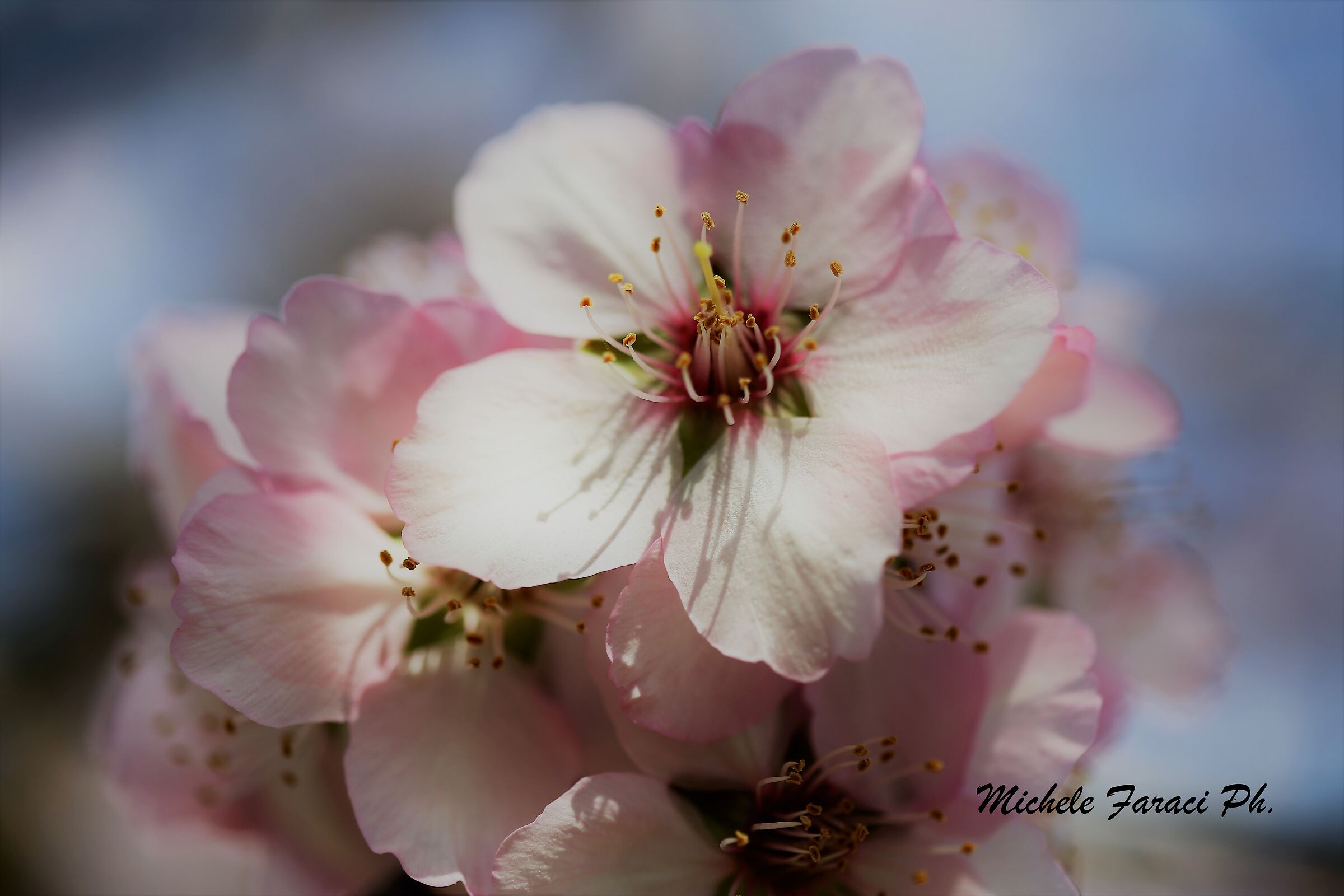 Perfume of Spring 2020 1