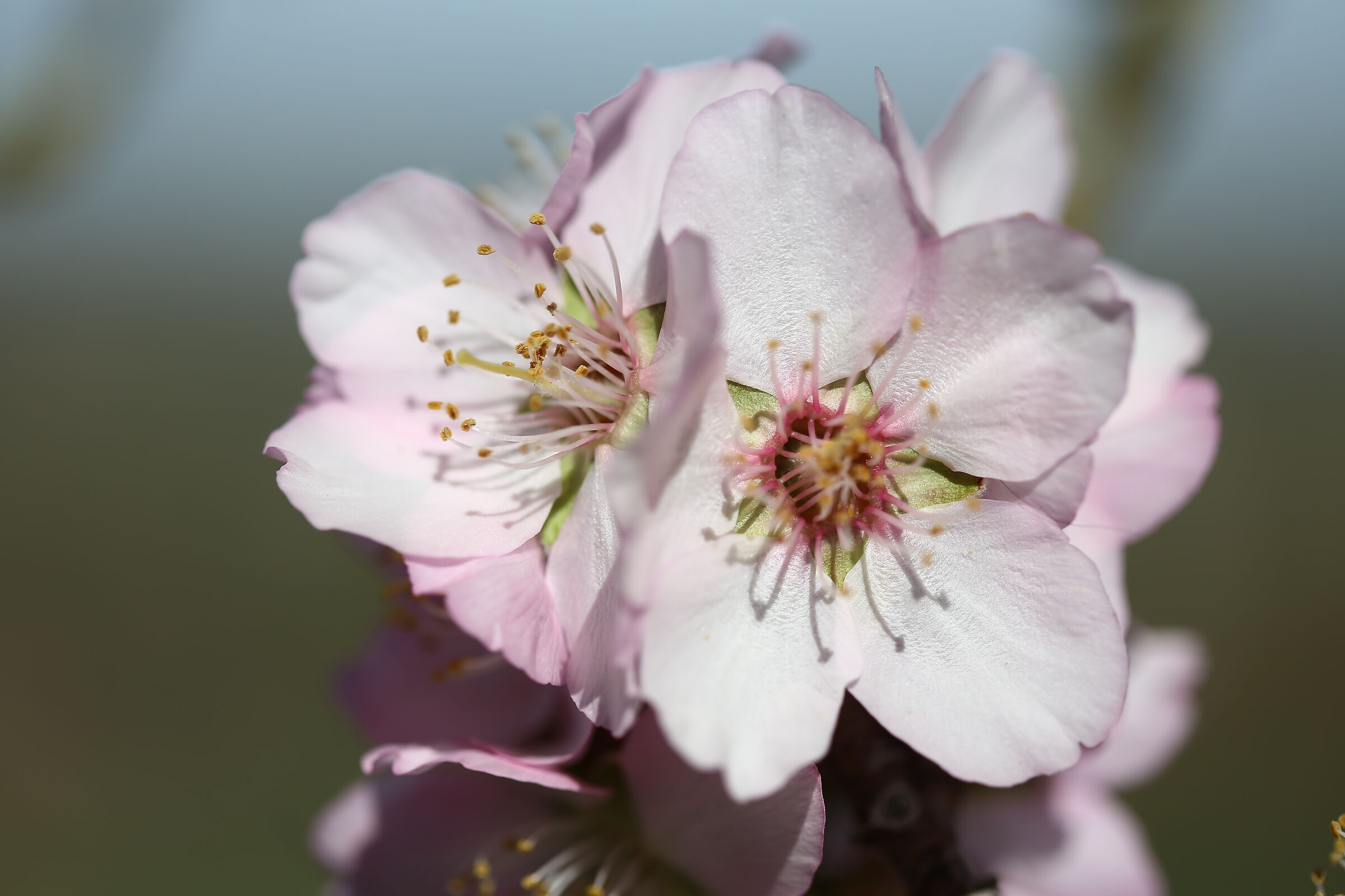 Perfume of Spring 2020 2