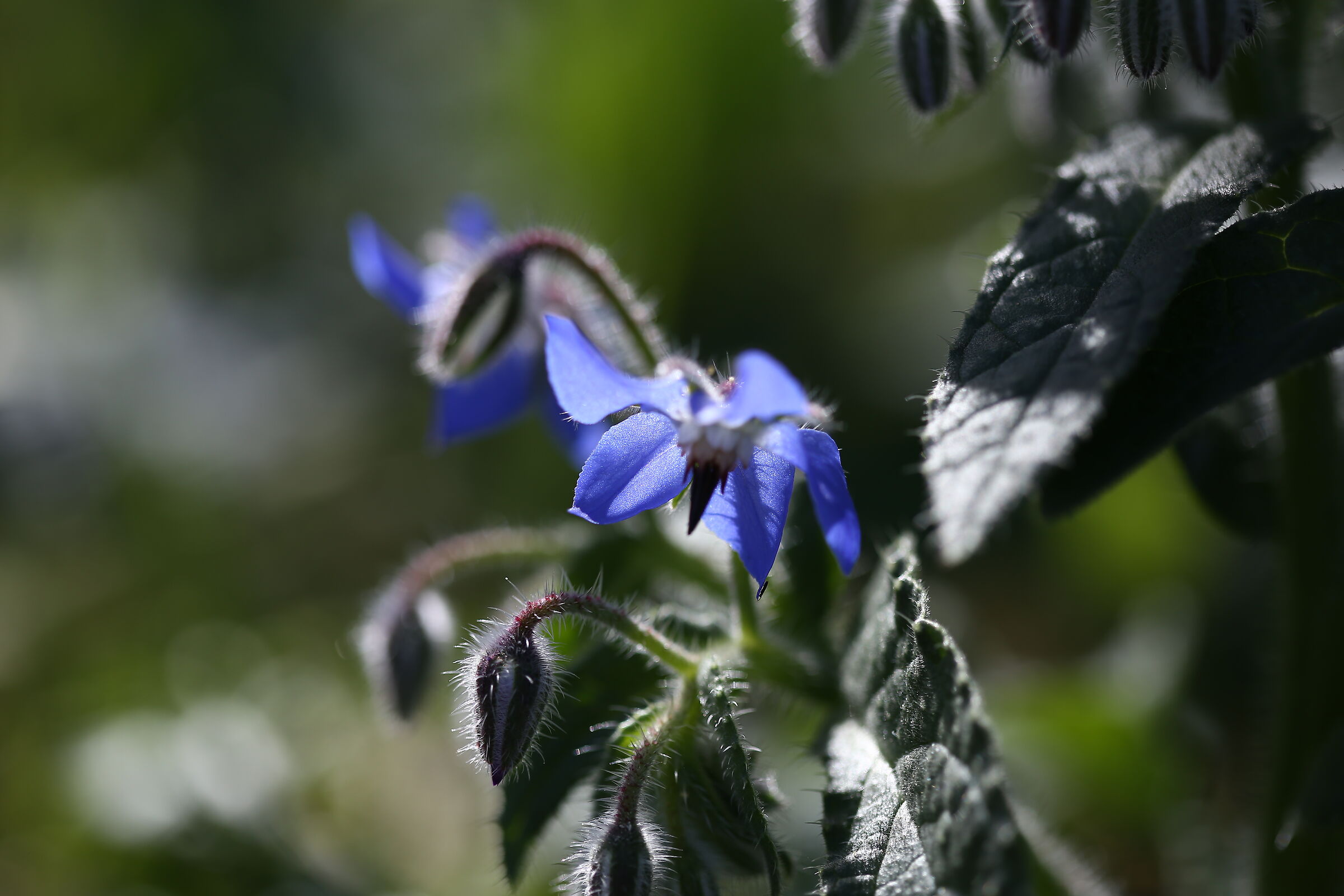 Profumo di primavera 2020 3