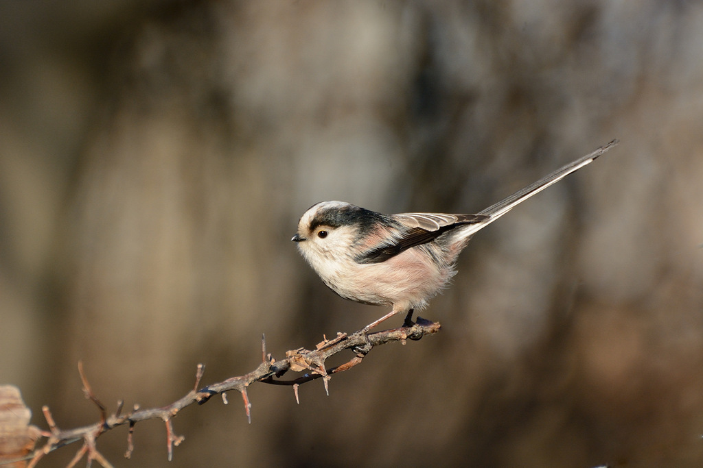 On the tip of the branch.