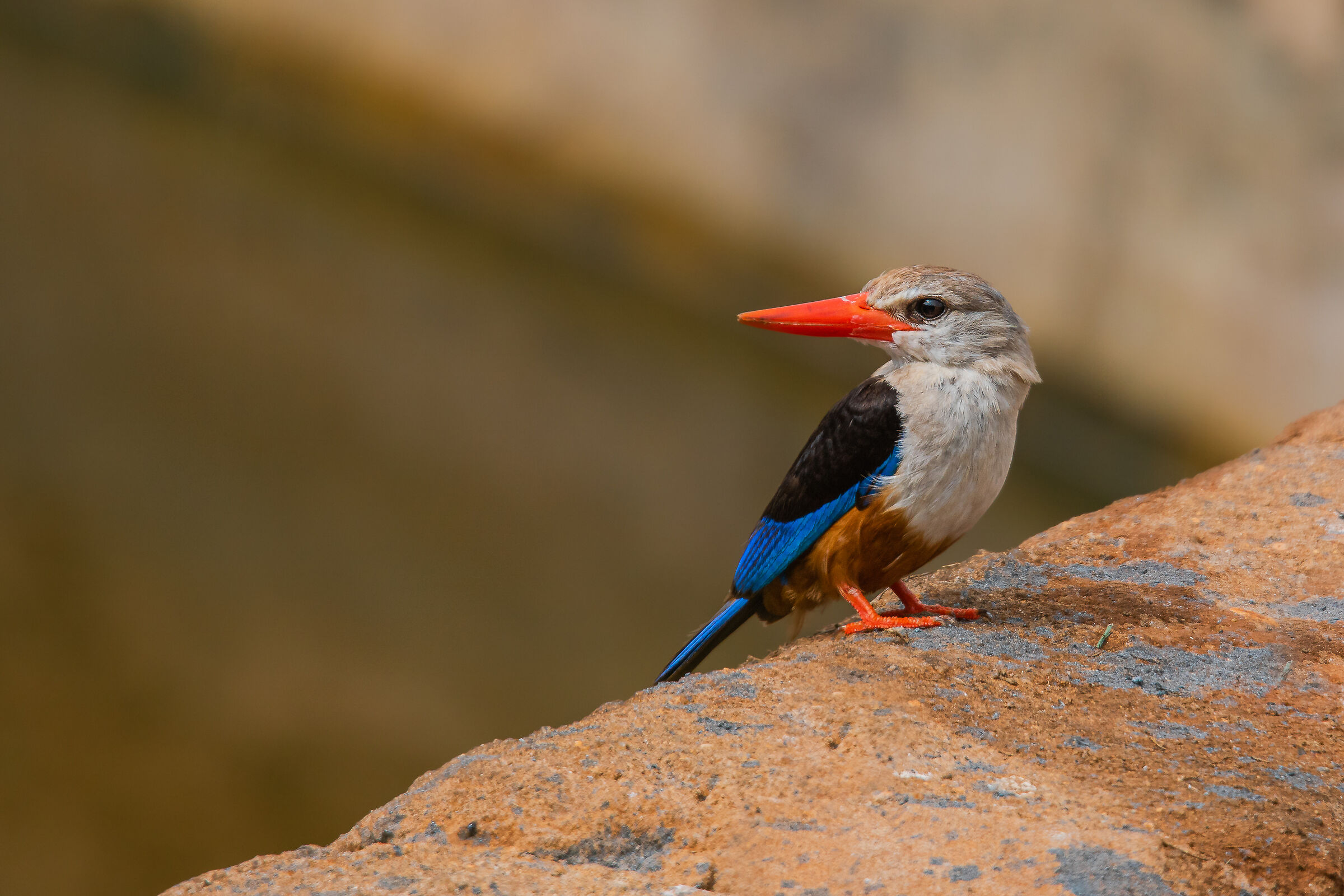 kingfisher of the east tsavo