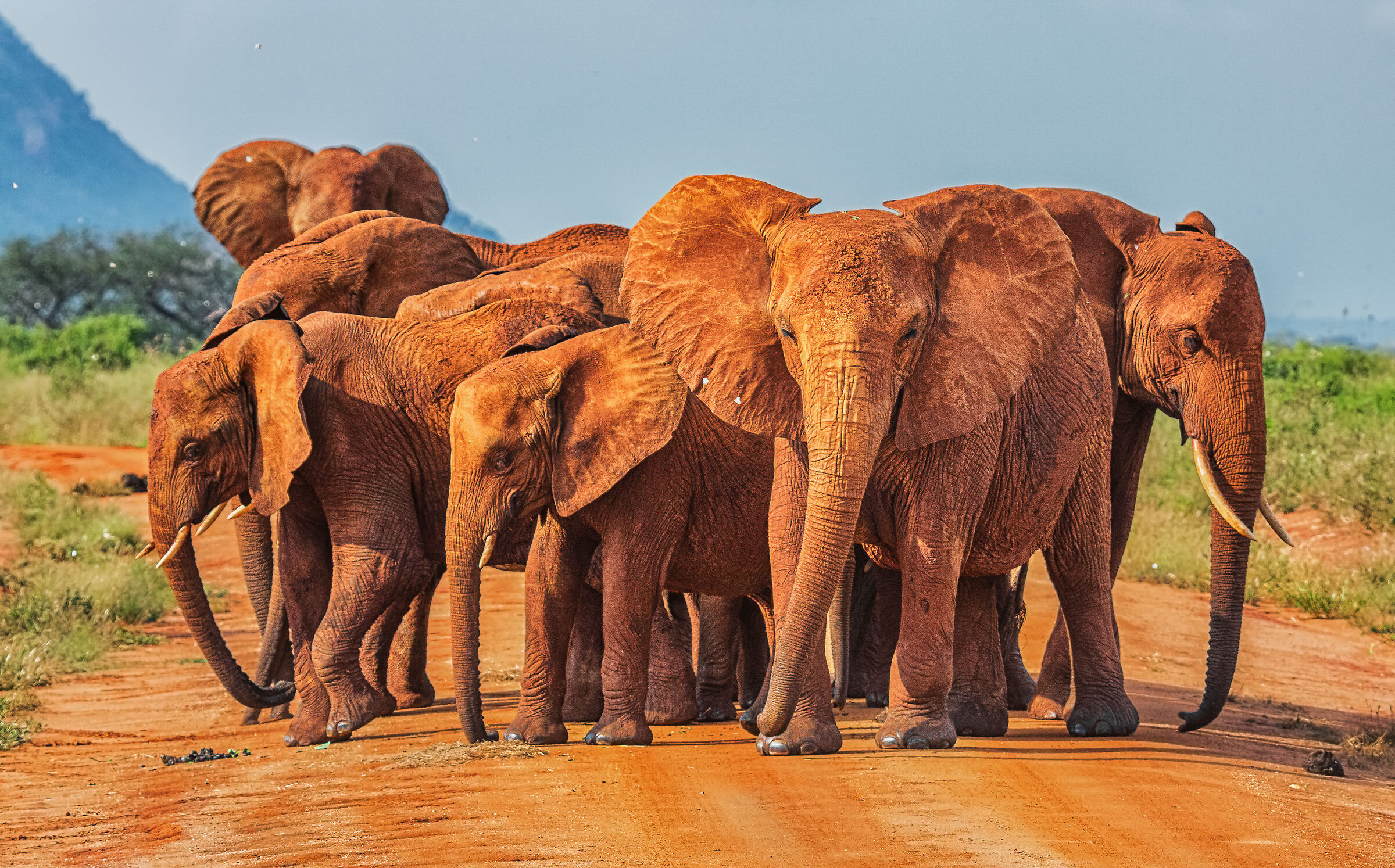 elephants at the tsavo east