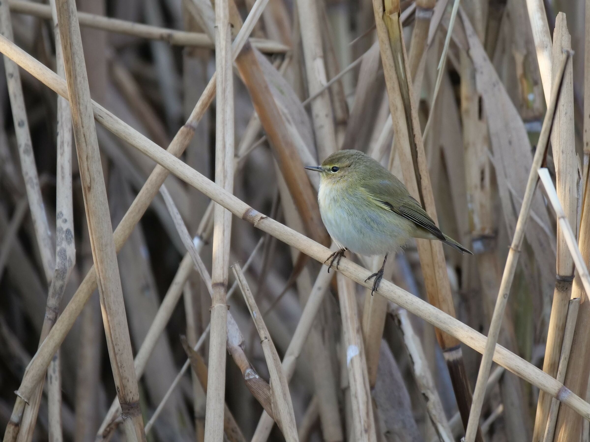 Luì piccolo (Phylloscopus collybita)