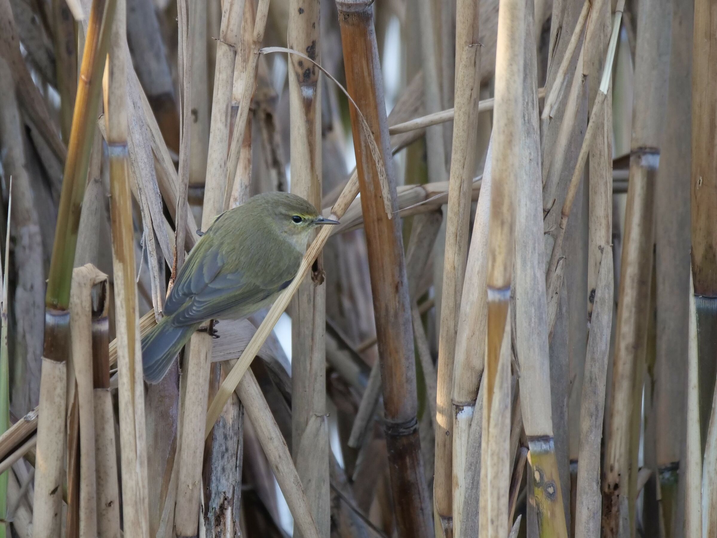 Luì Small (Phylloscopus collybita)