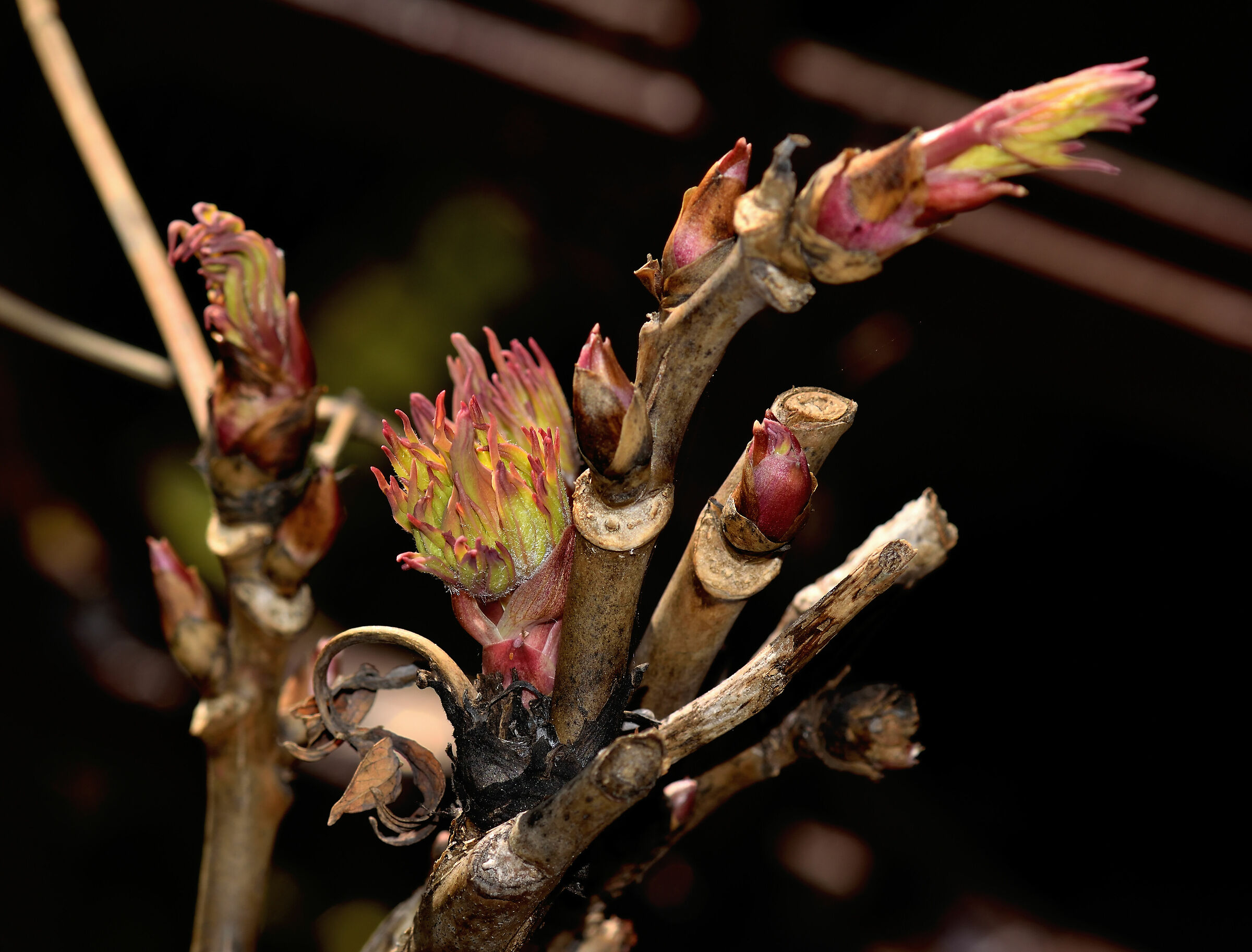 Peonia in evoluzione