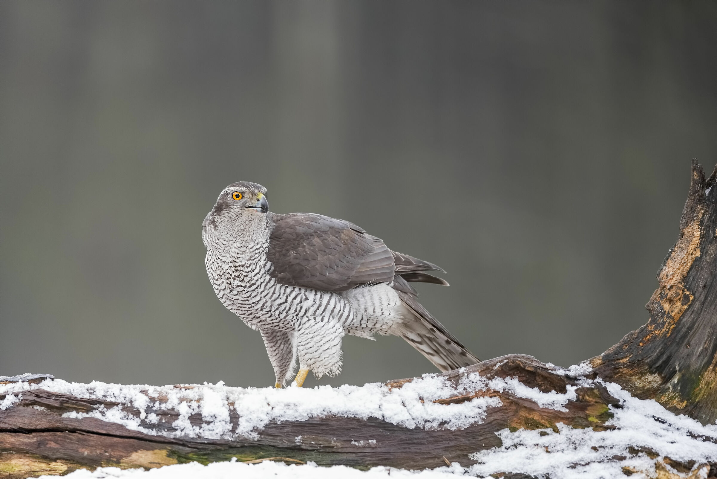 Goshawk