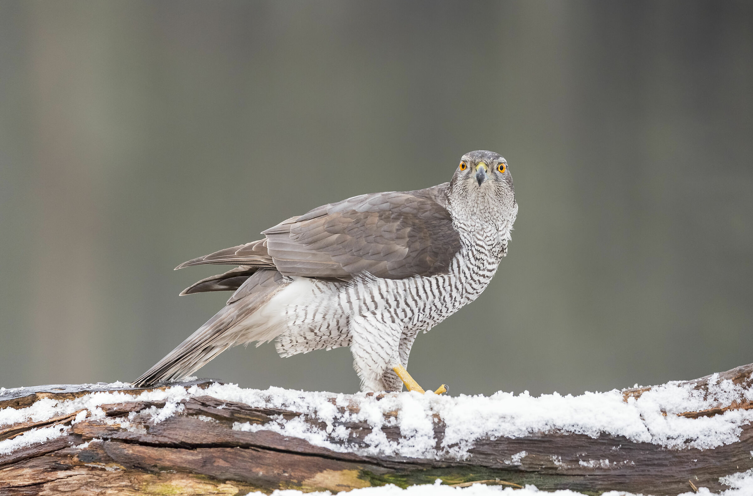 Goshawk