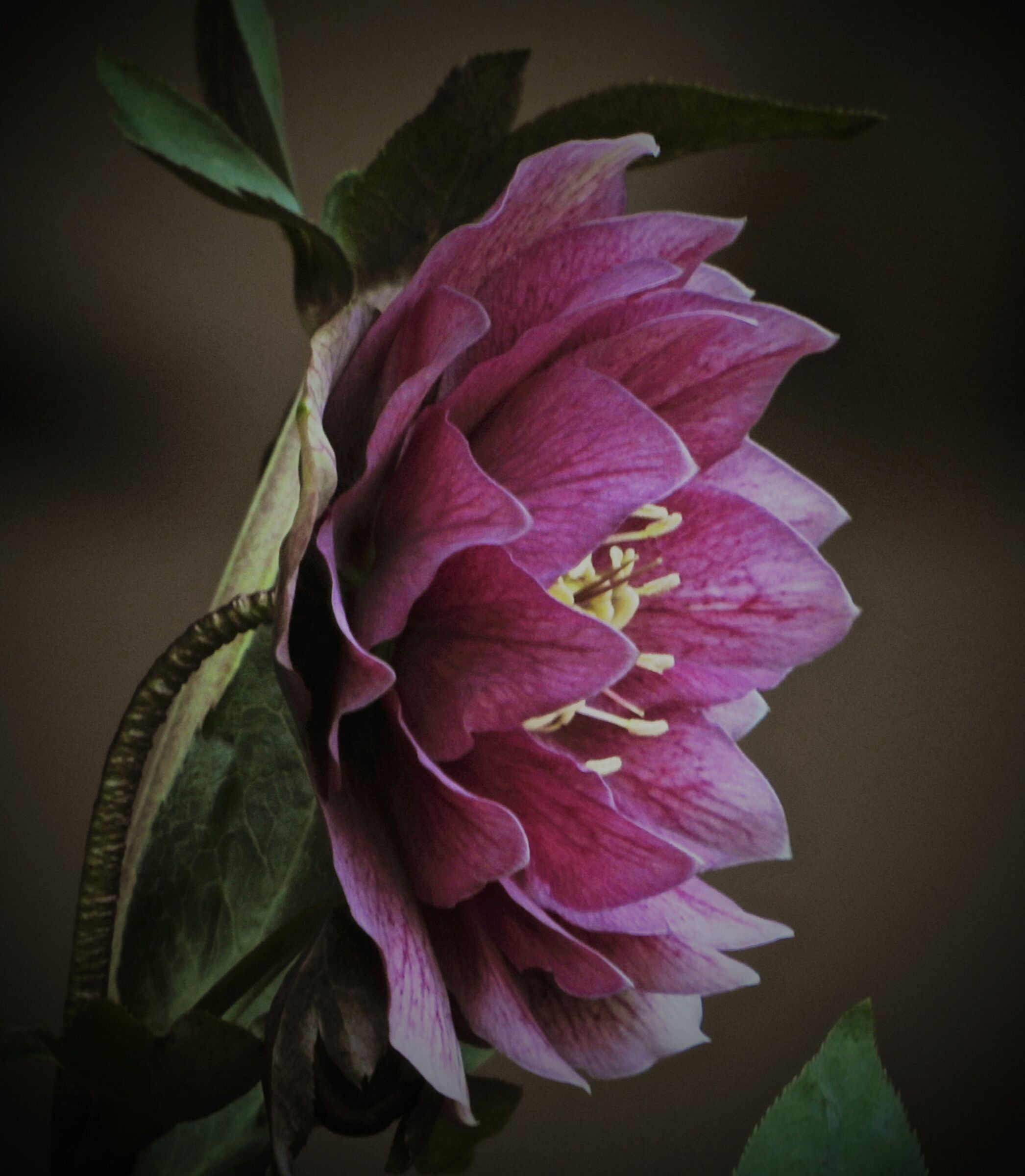Helleborus double red