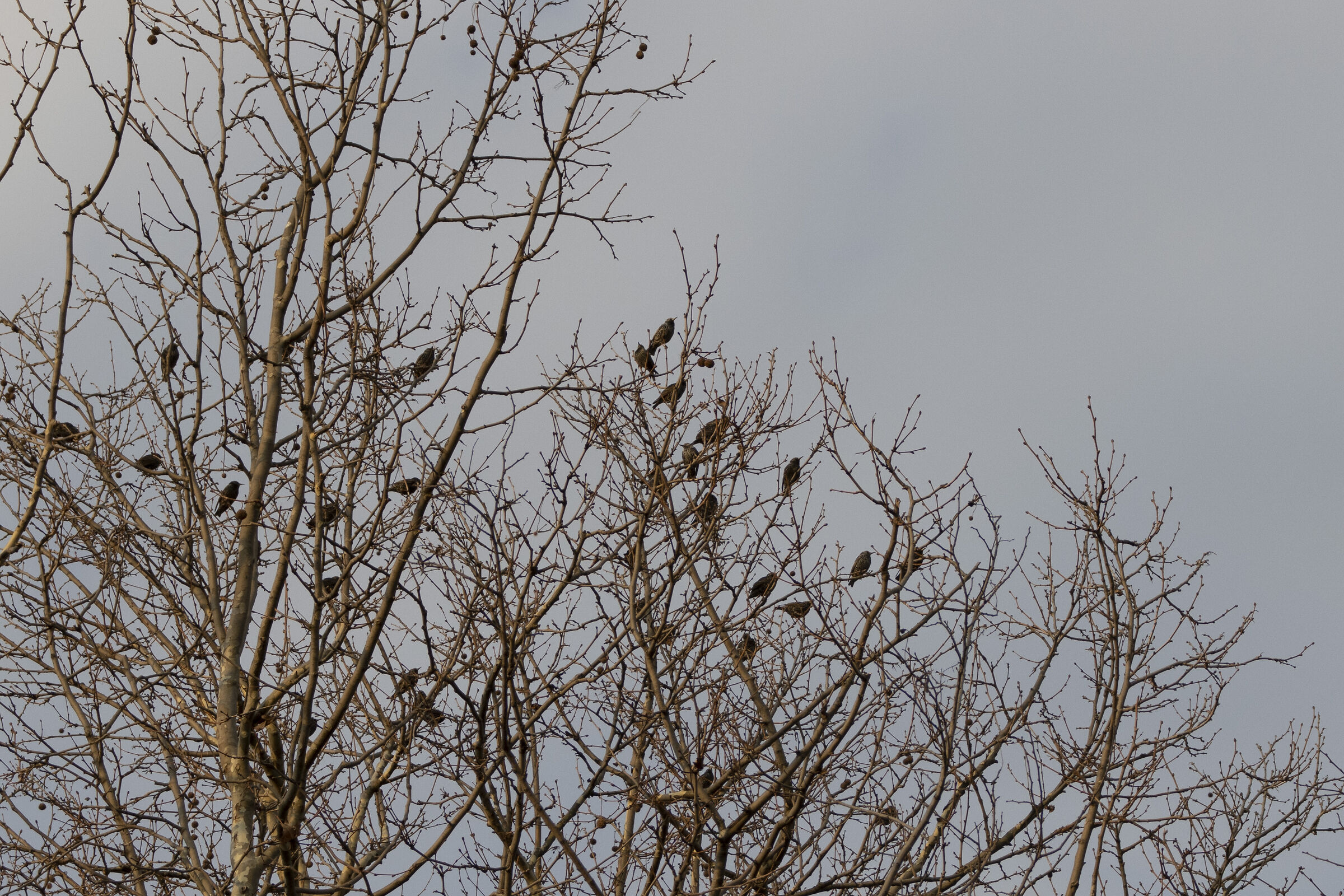 mi sento osservata..