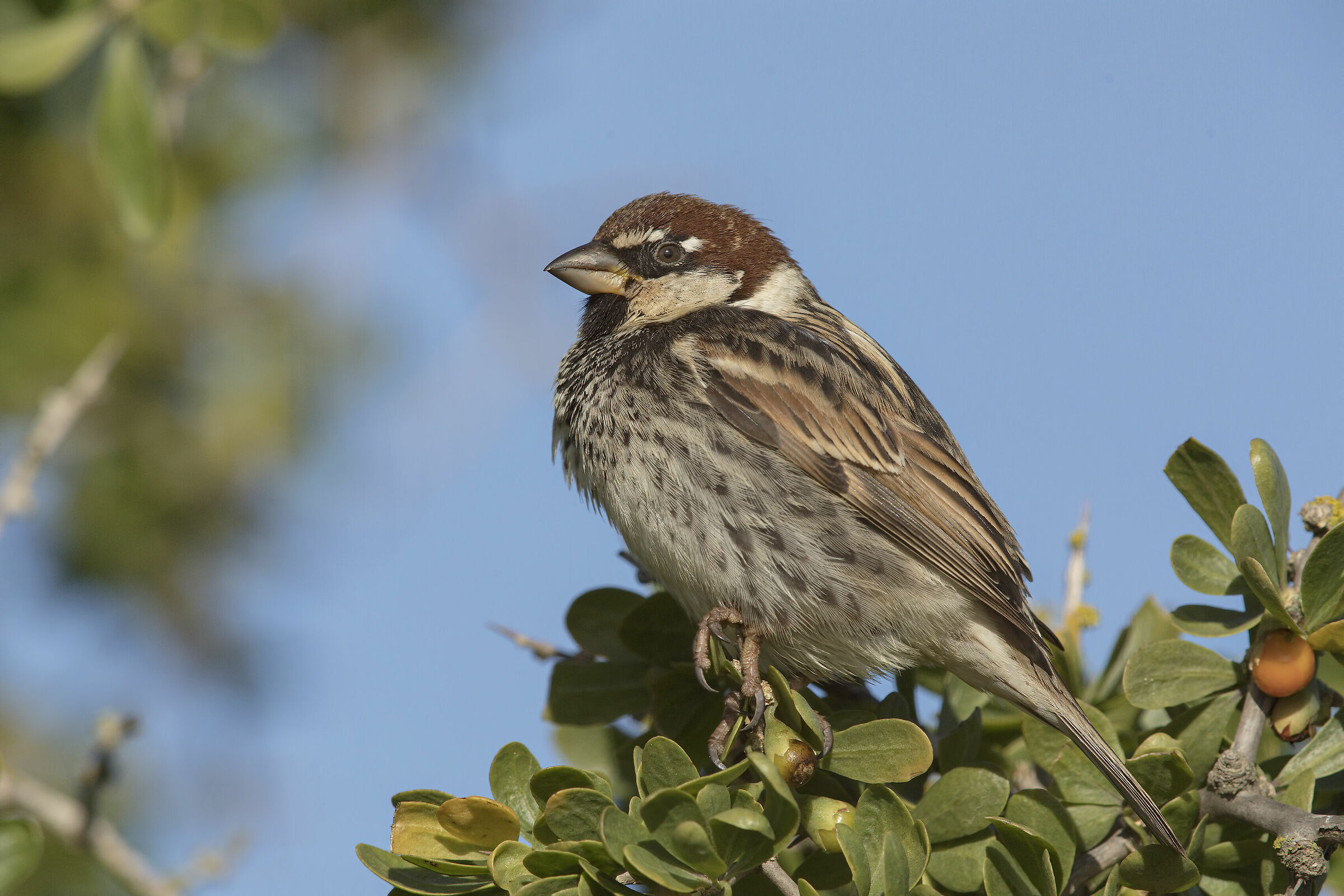 Sardinian flounder (passer hispaniolensis)