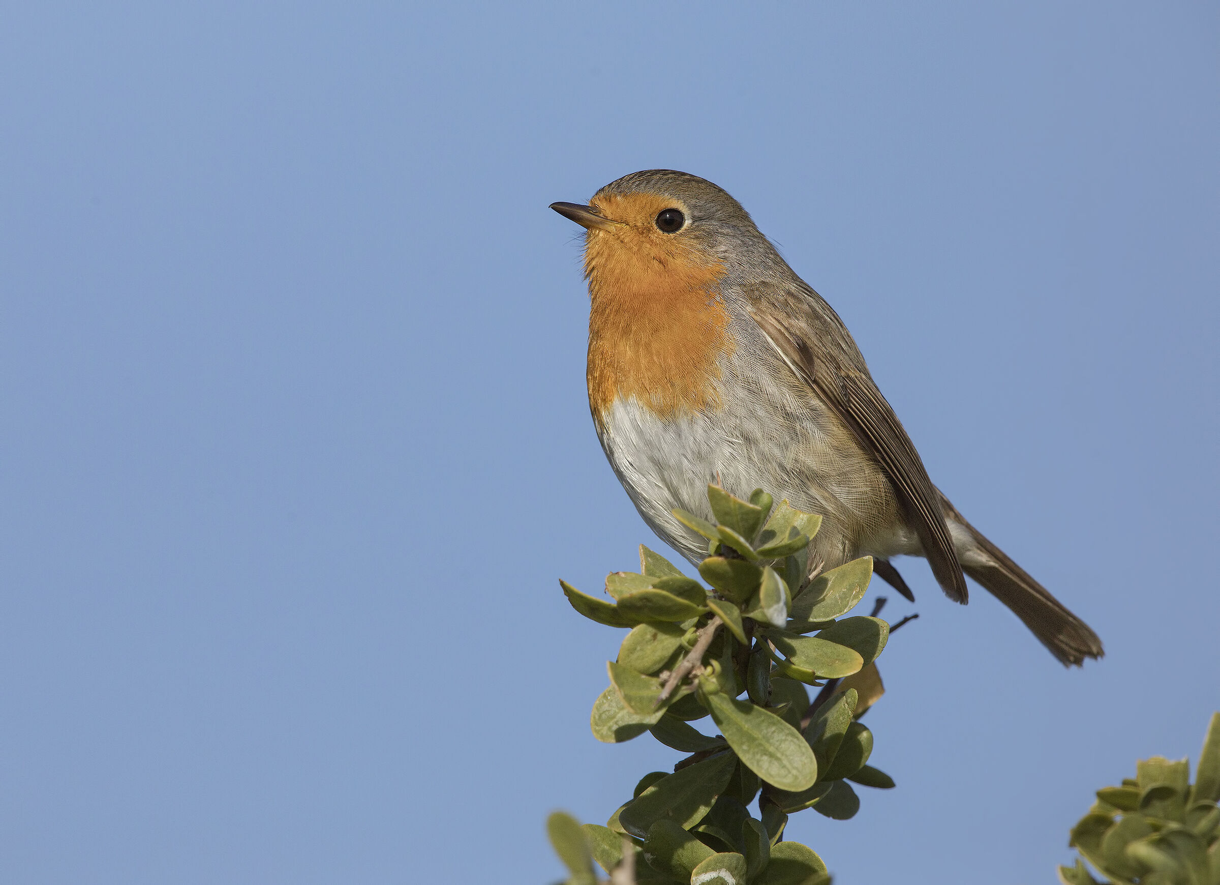 robin (erithacus rubecula)