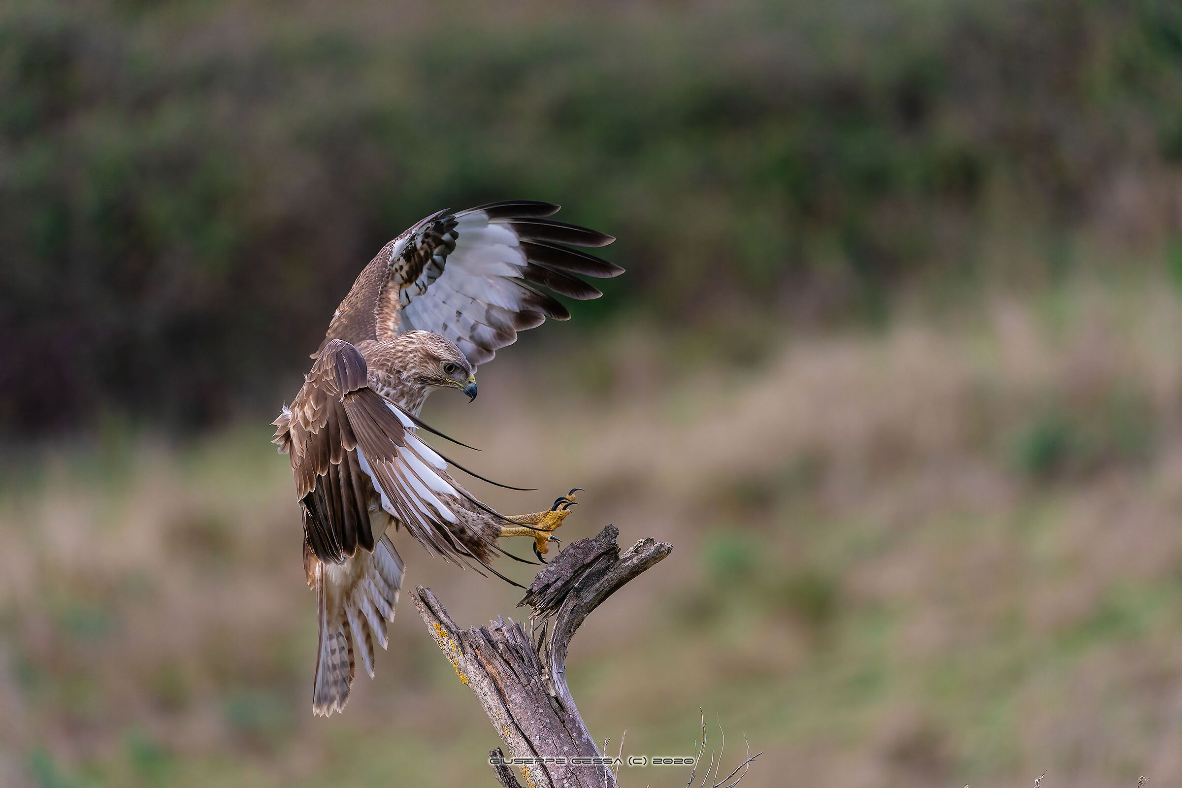 Buteo buteo