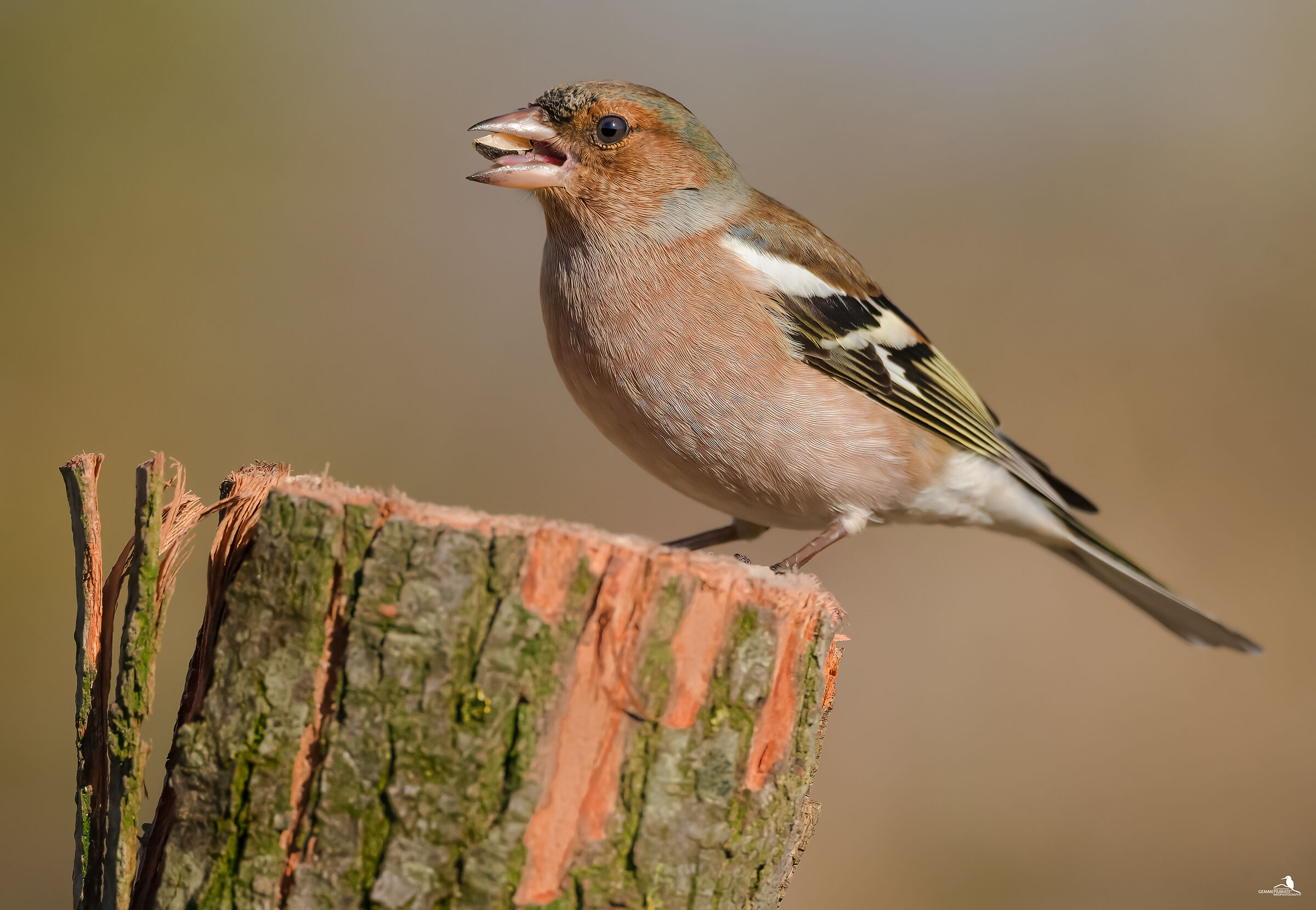 Chaffinch