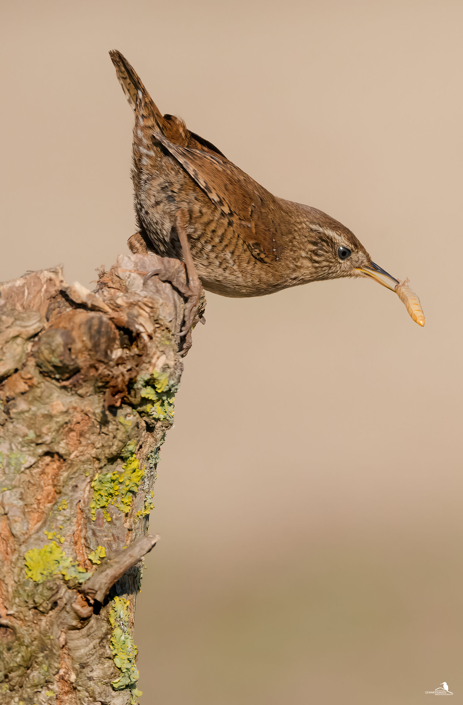 Wren