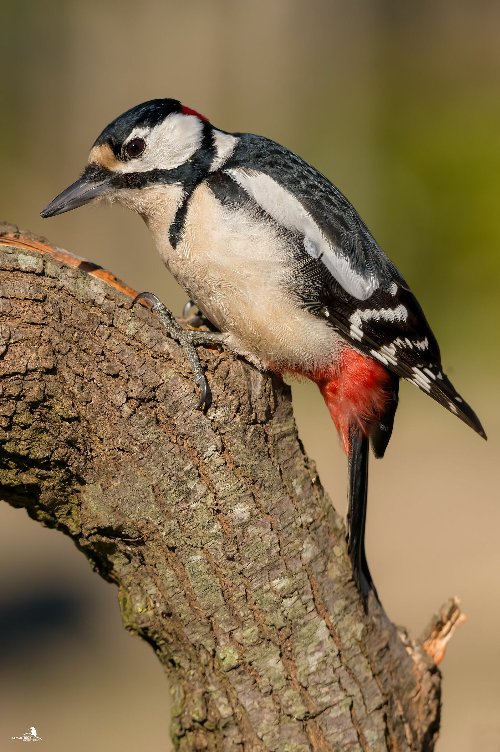 Major red woodpecker (male)