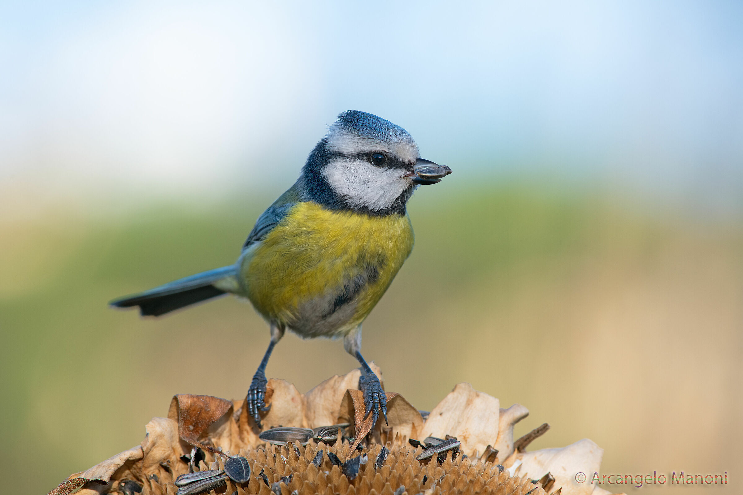 Cinciarella alla banca del seme