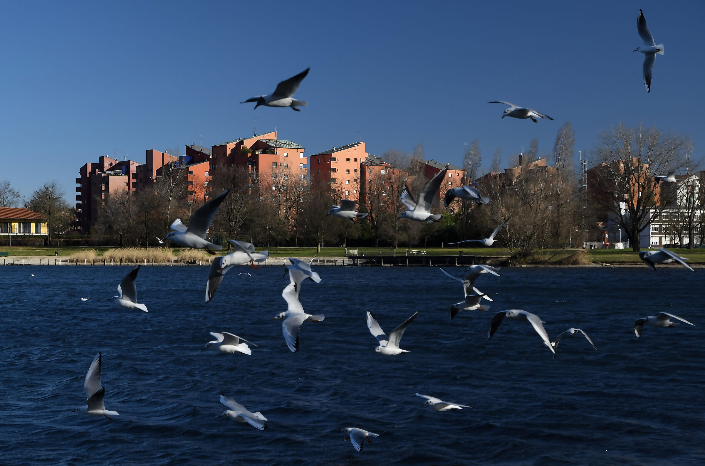 A sea of seagulls in Milan