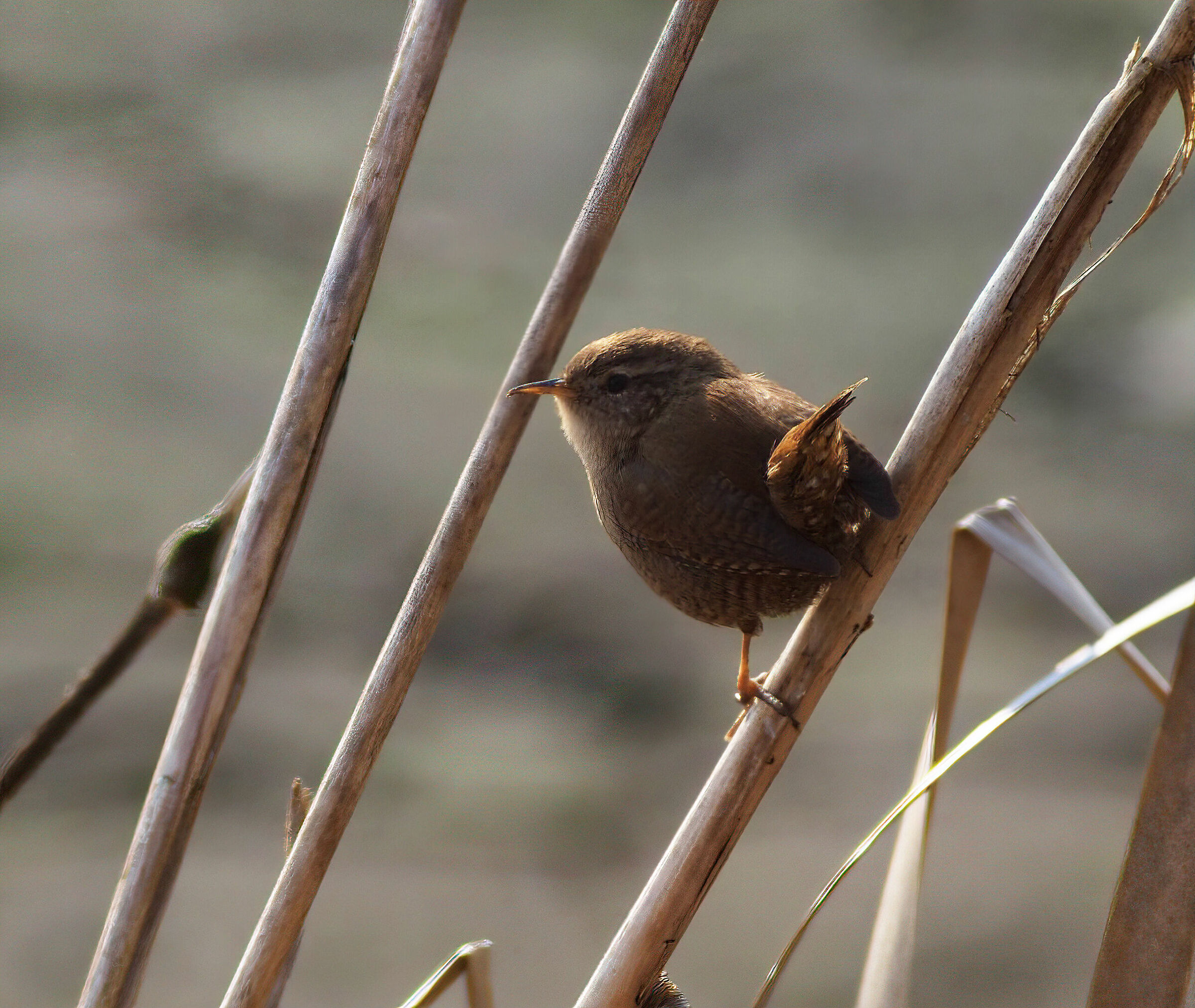 Wren