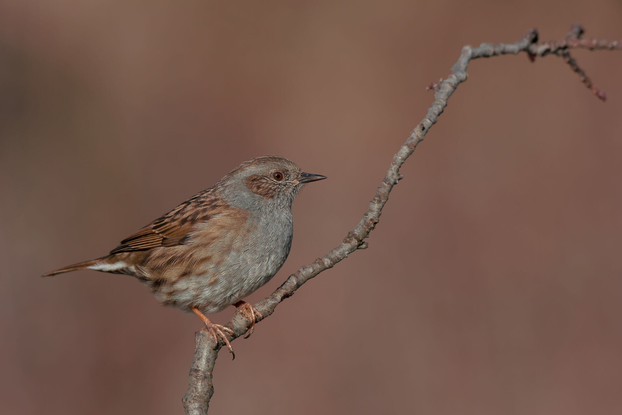 Passera scopaiola (su posatoio)