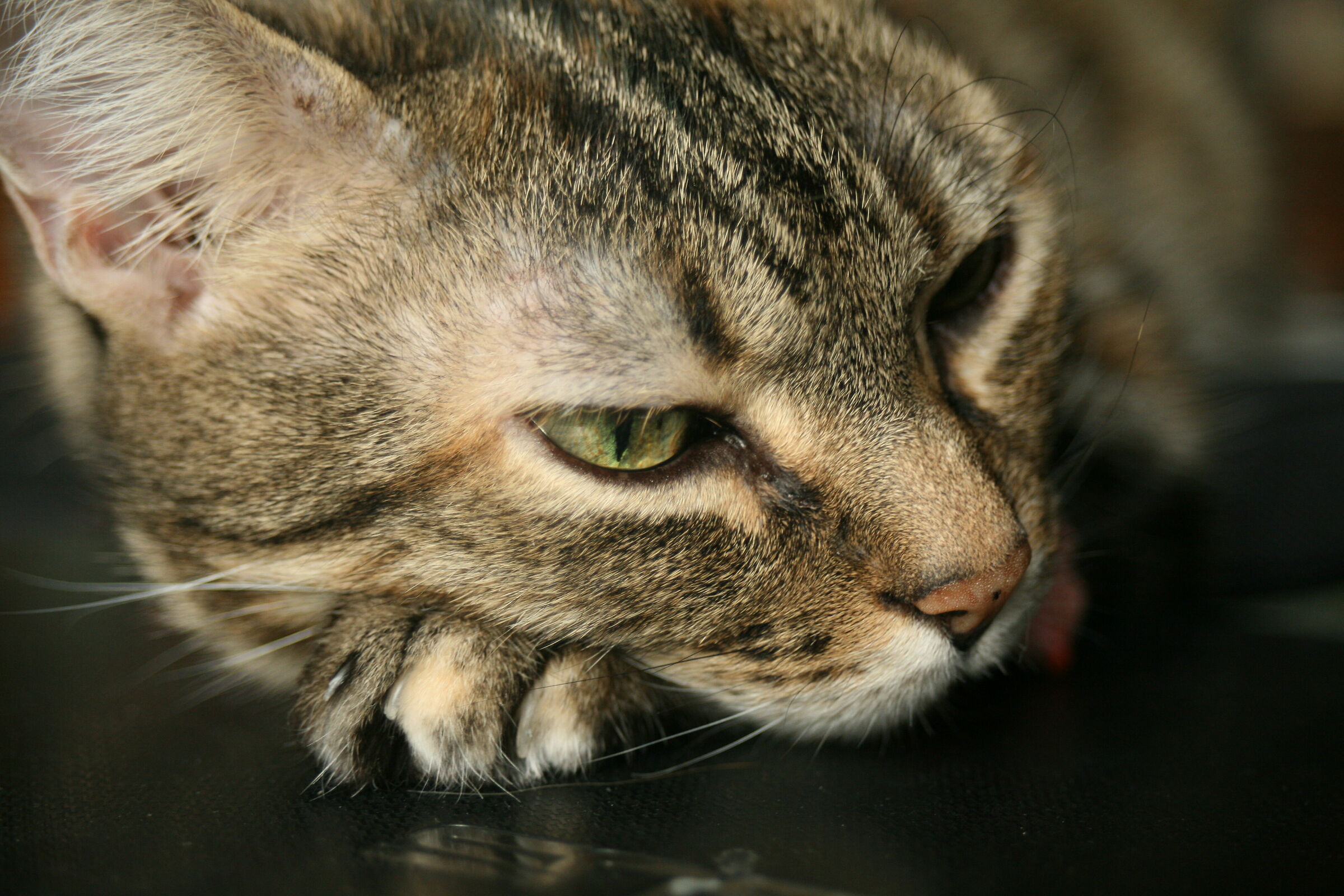 Nev 2 (è il nome della gatta, non un acronimo!)