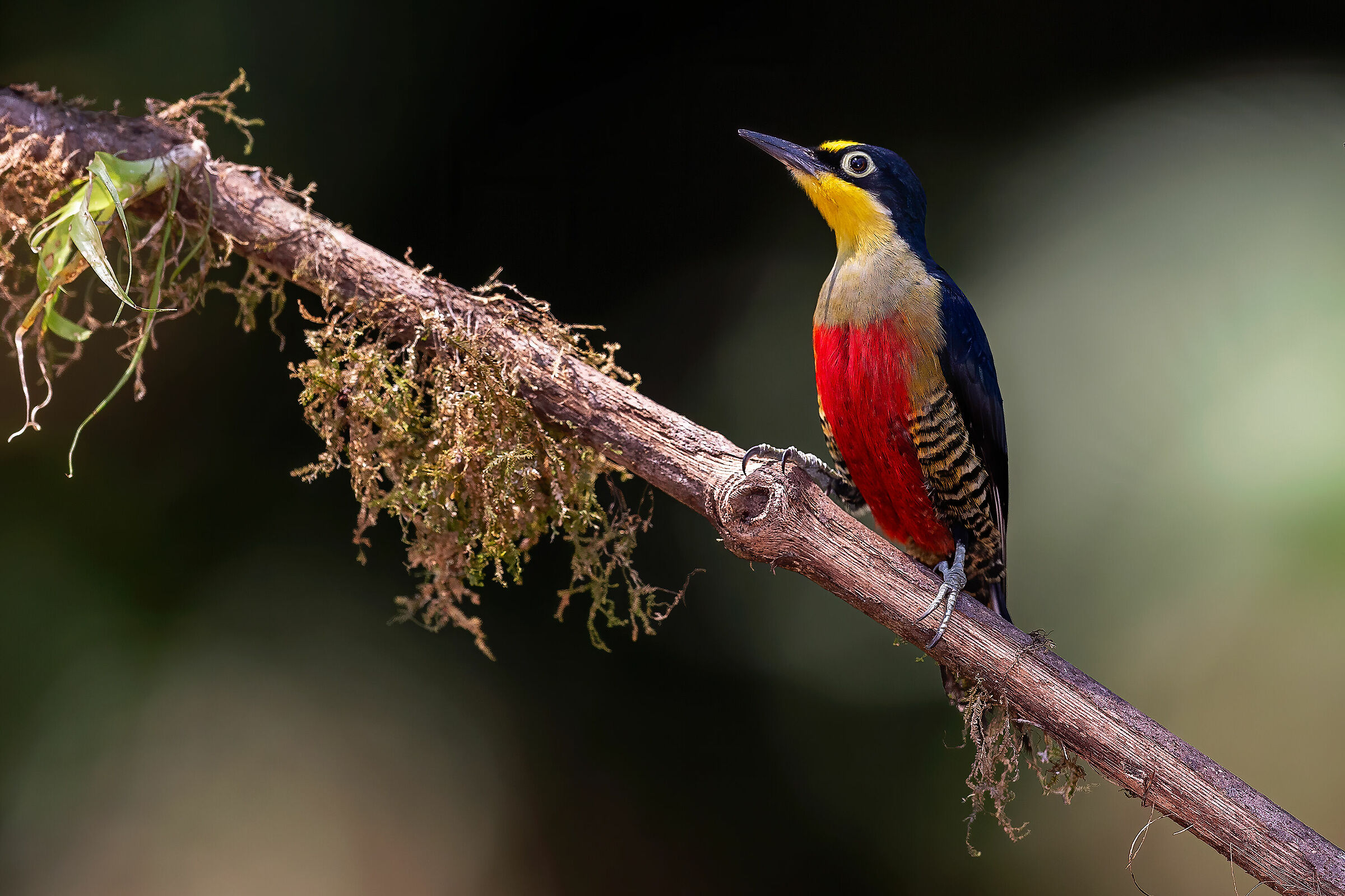 Picchio frontegialla (Melanerpes flavifrons)