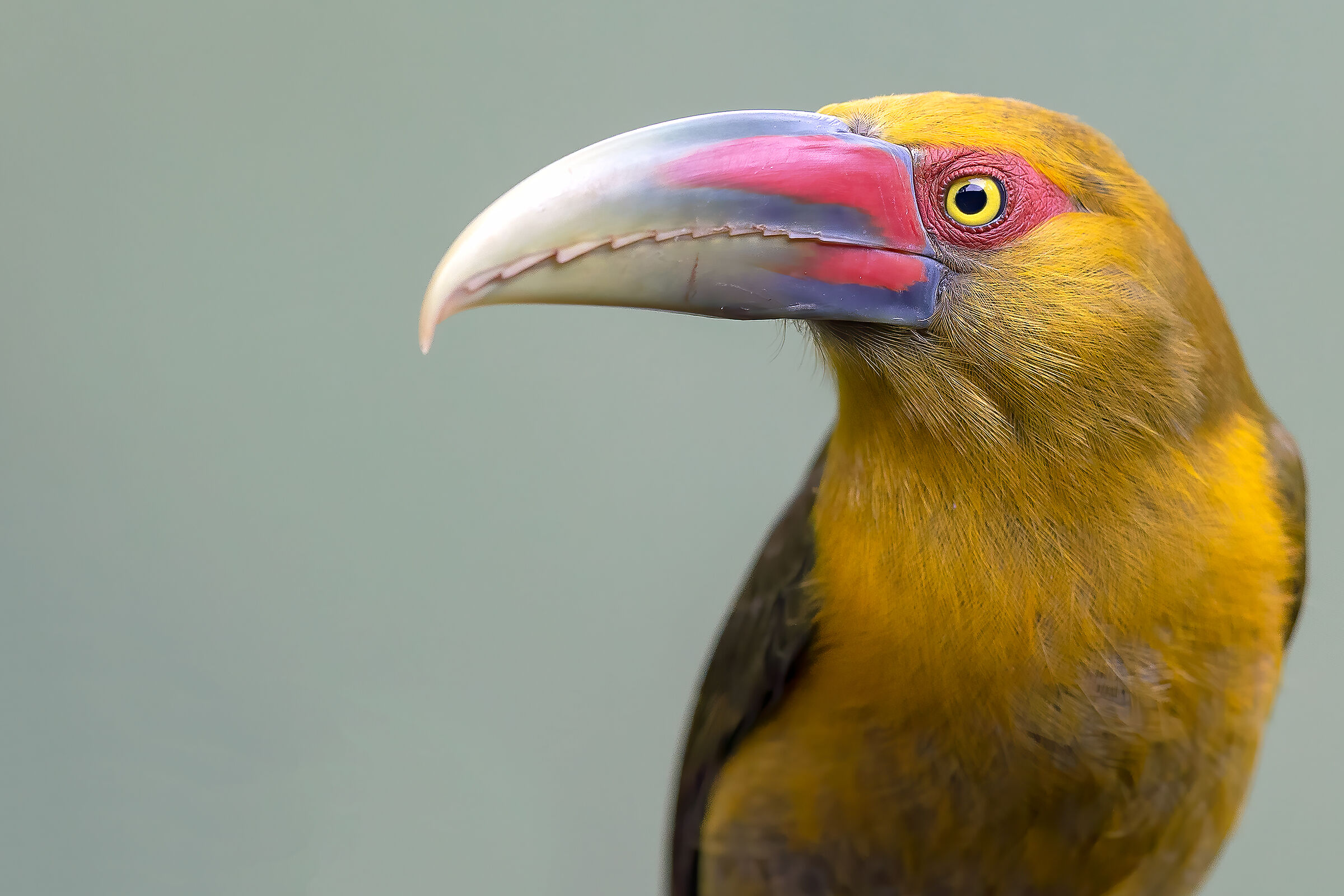 Tucanetto zafferano(Pteroglossus bailloni)