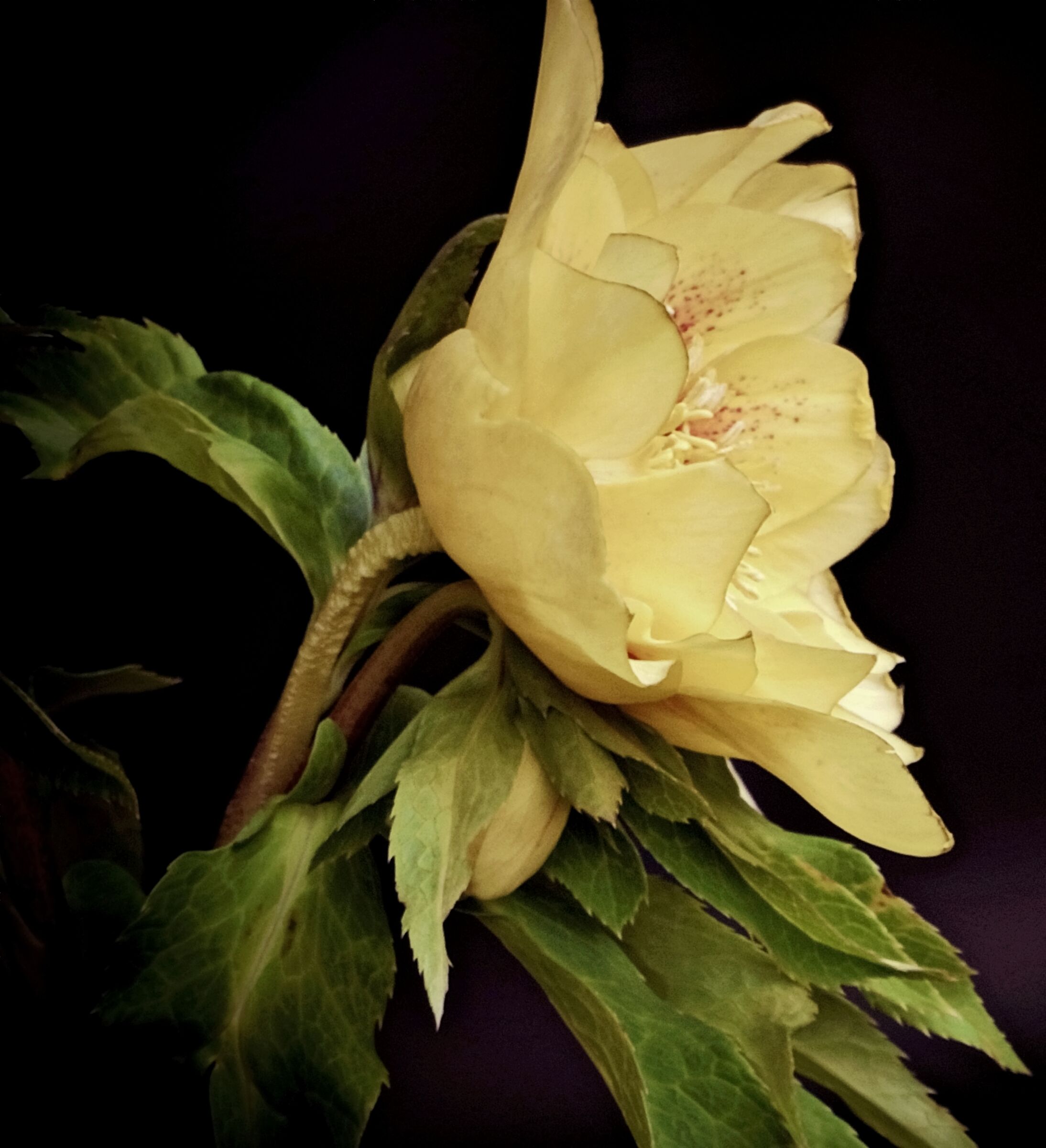 Helleborus double Yellow spotted 2