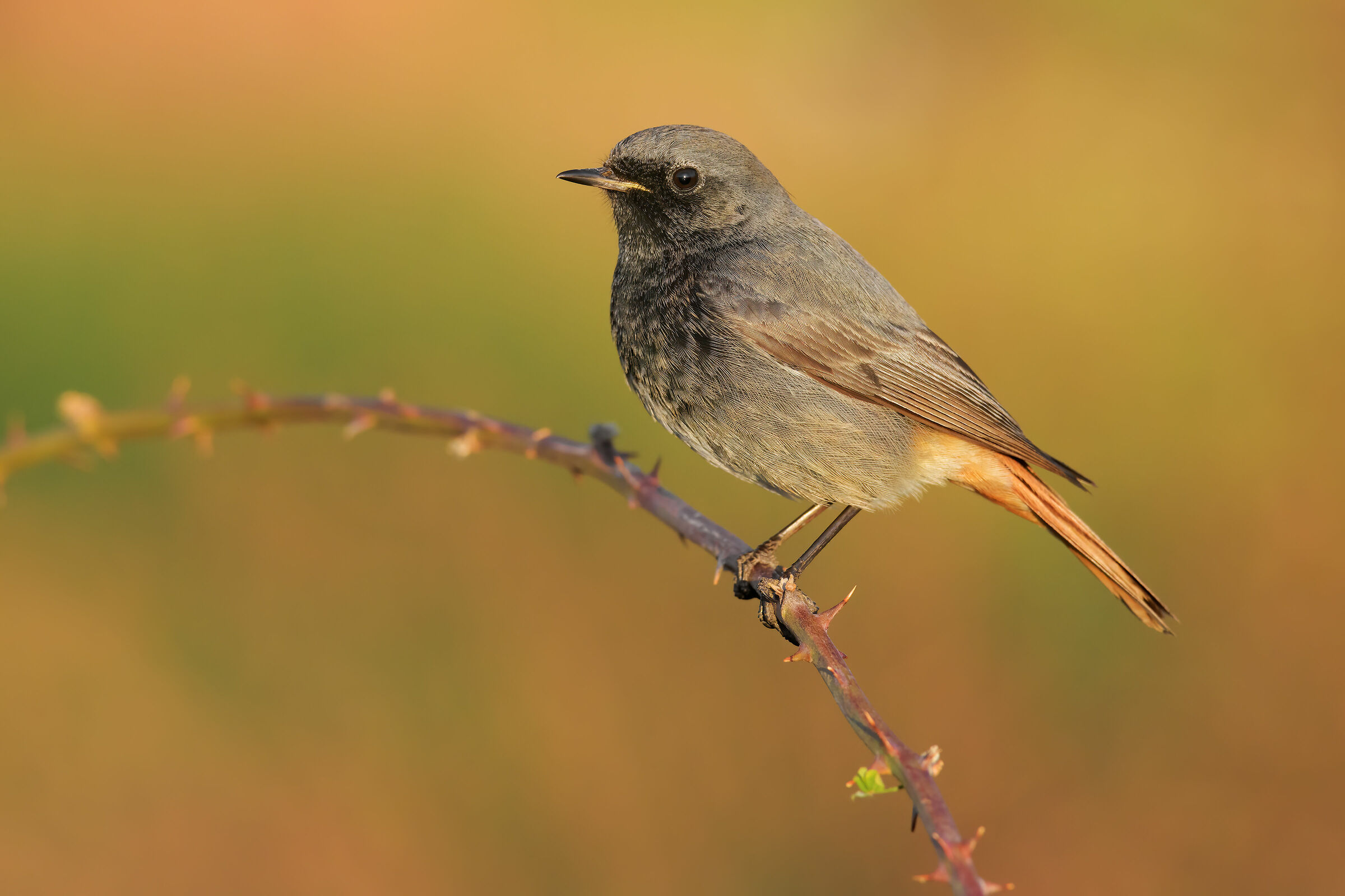 codirosso chimney sweep