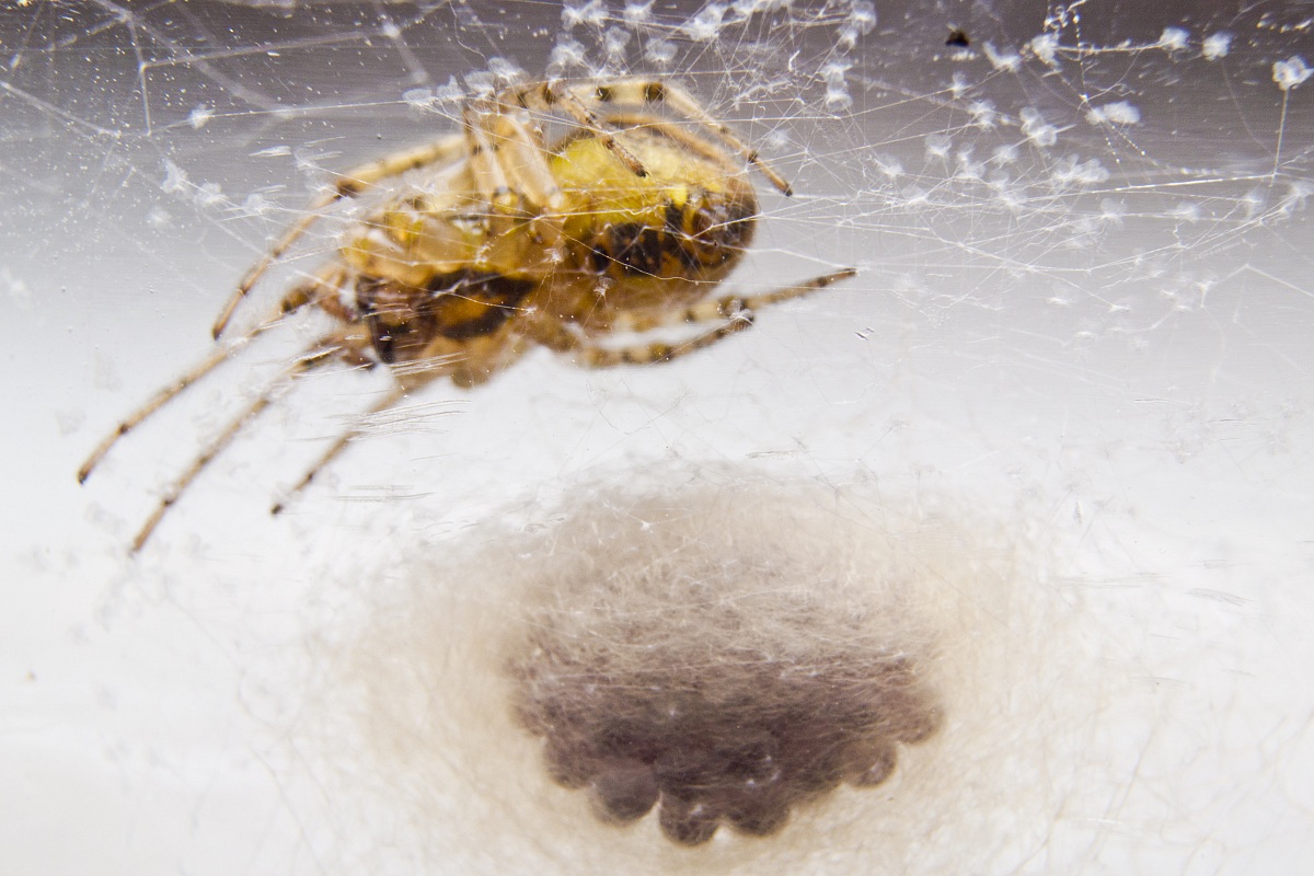 Puppies for sale Steatoda big ... :-)