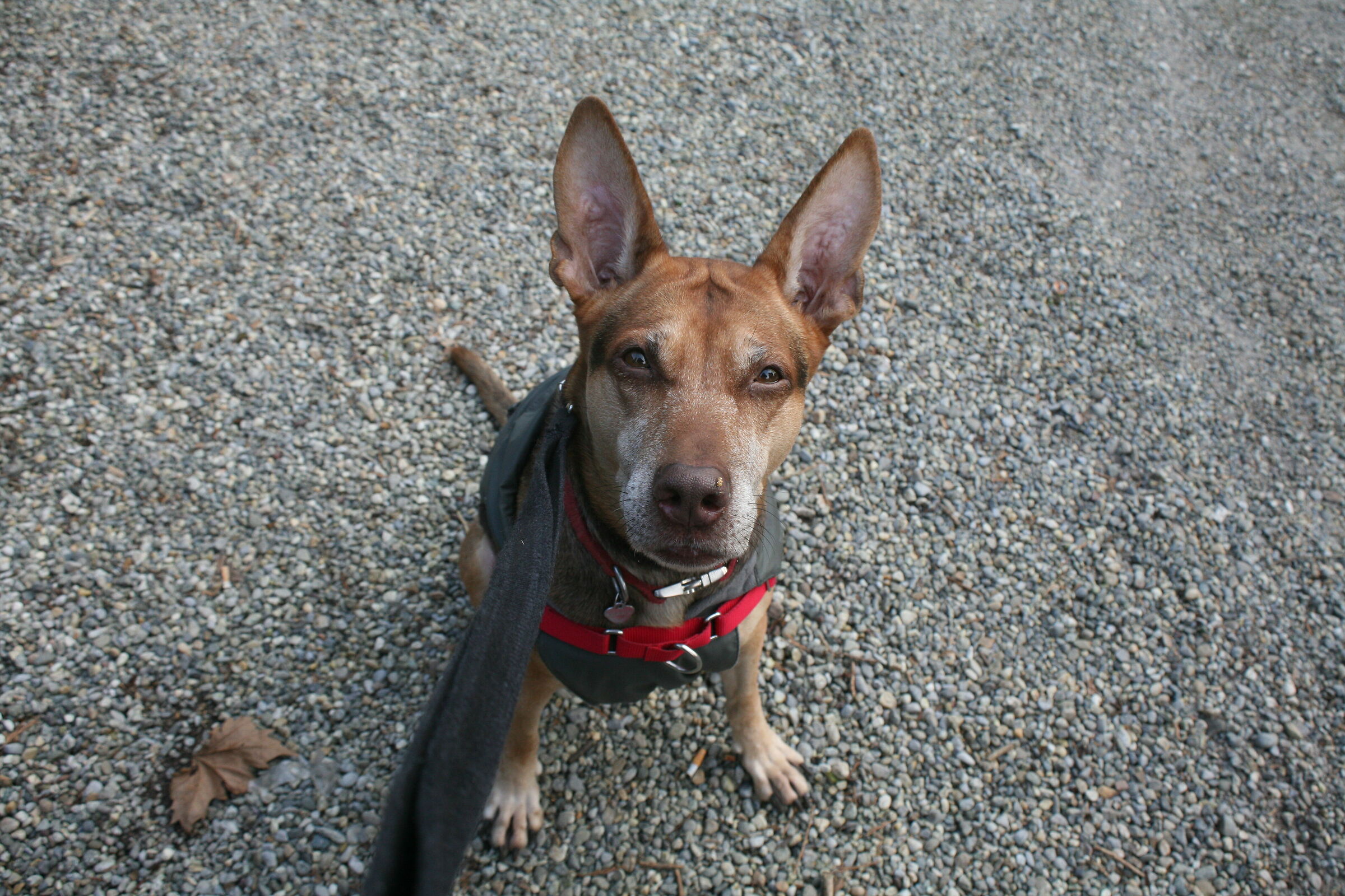 Me lo dai un altro biscotto?