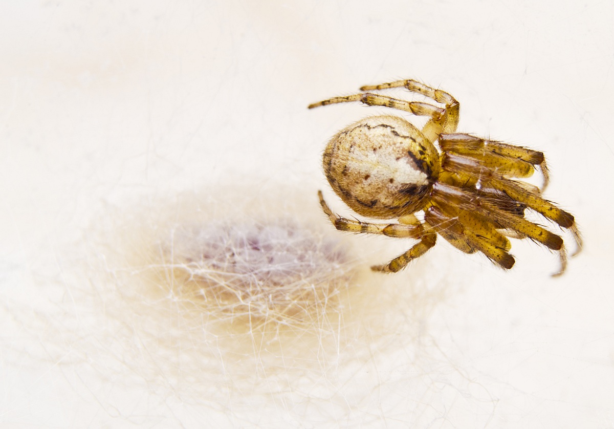 Puppies for sale Steatoda big ... :-)