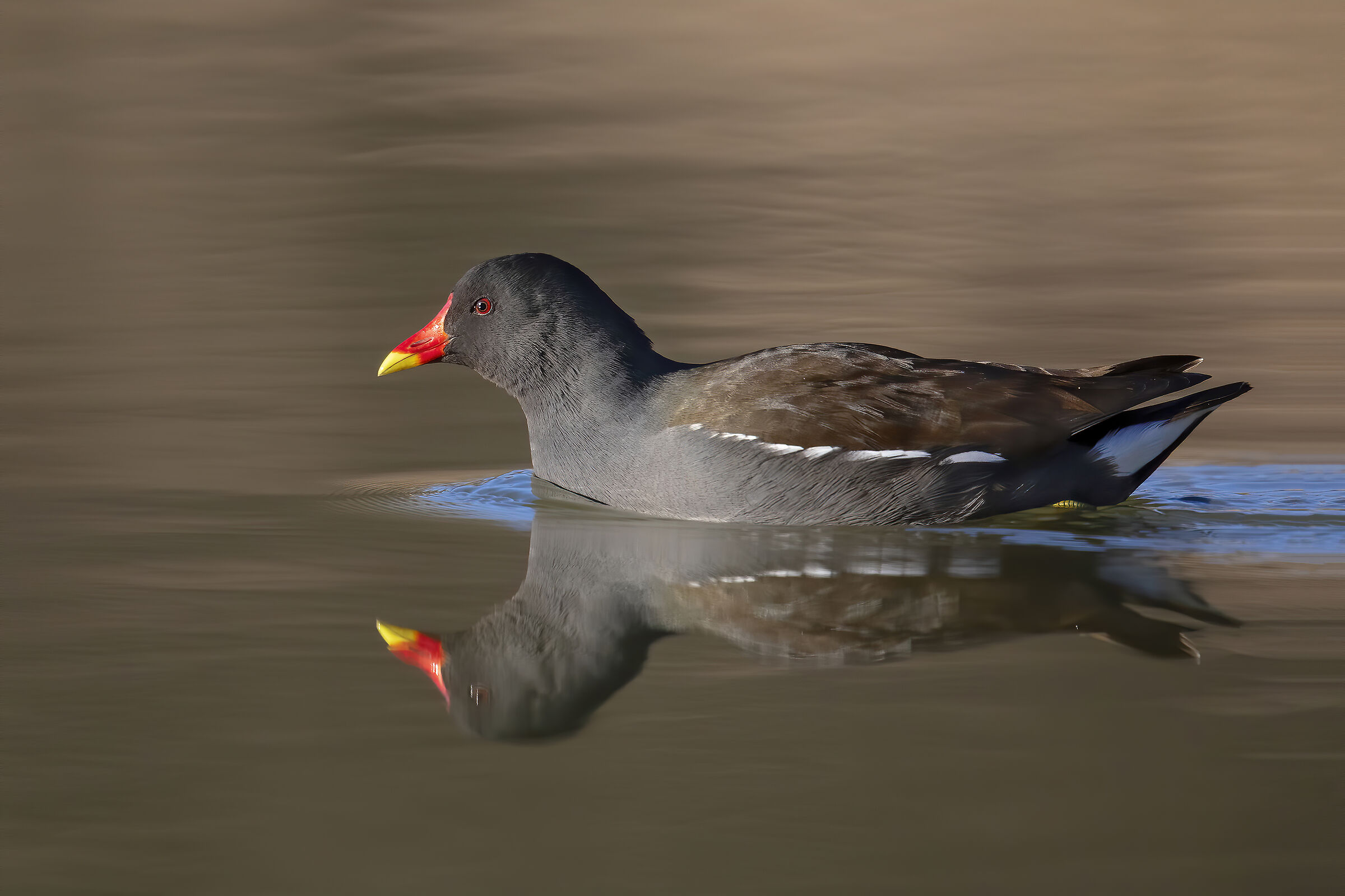 Gallinella d'acqua