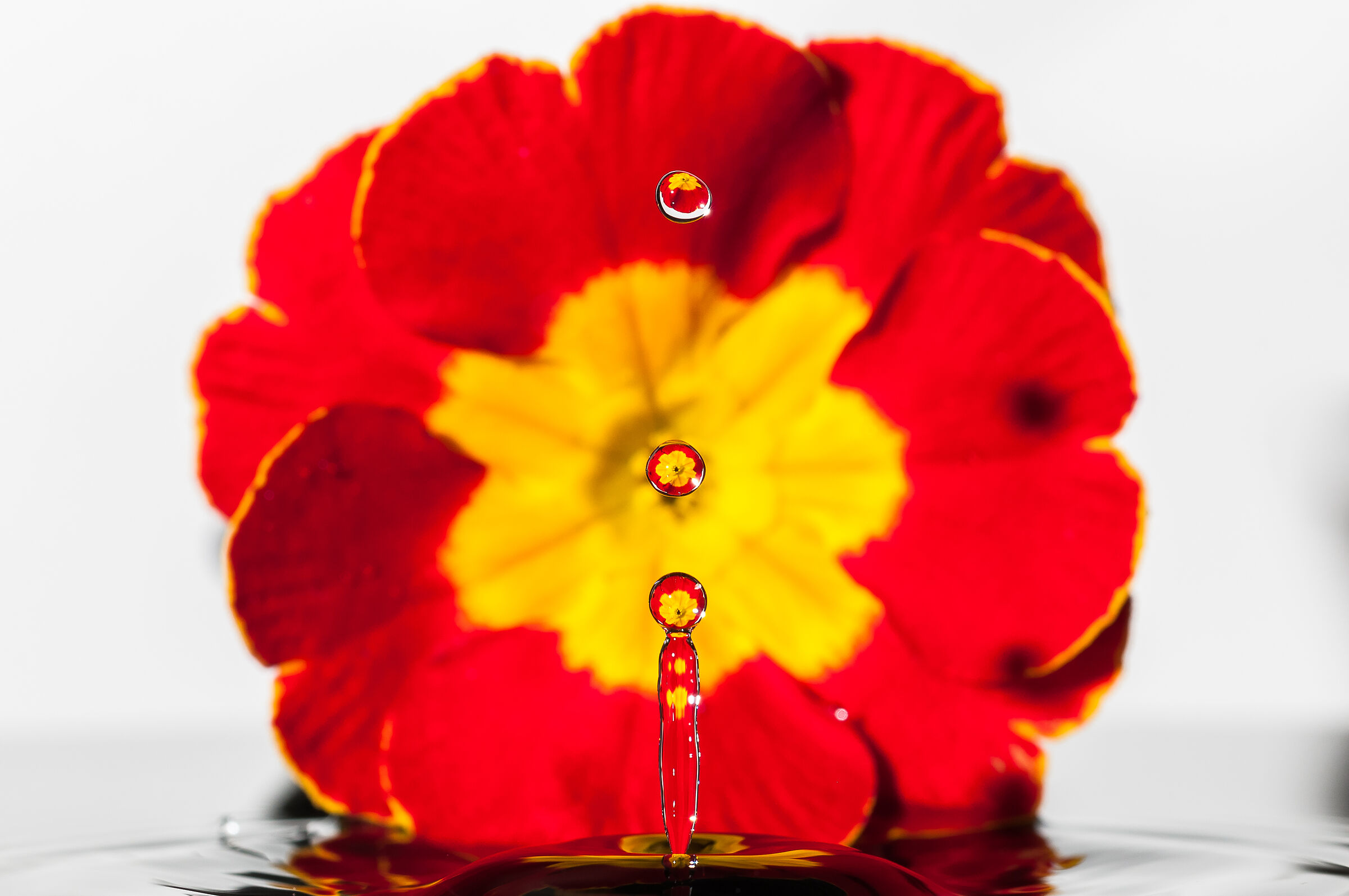 Drops Rebound - Bouncing Drops Macro Photography