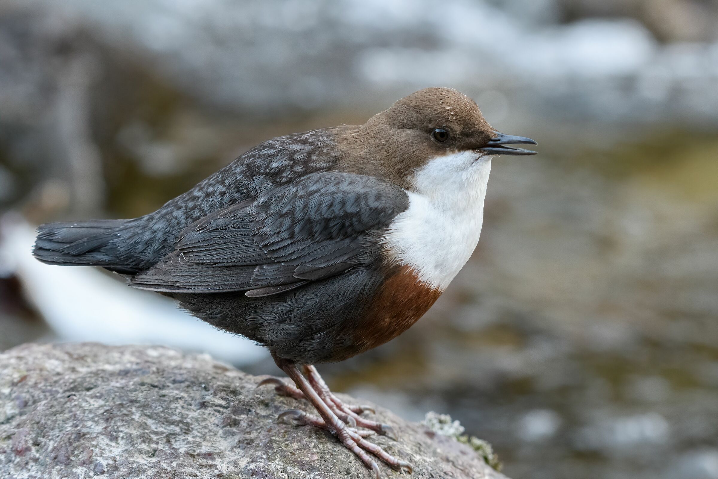 il taglio dell'unghia...