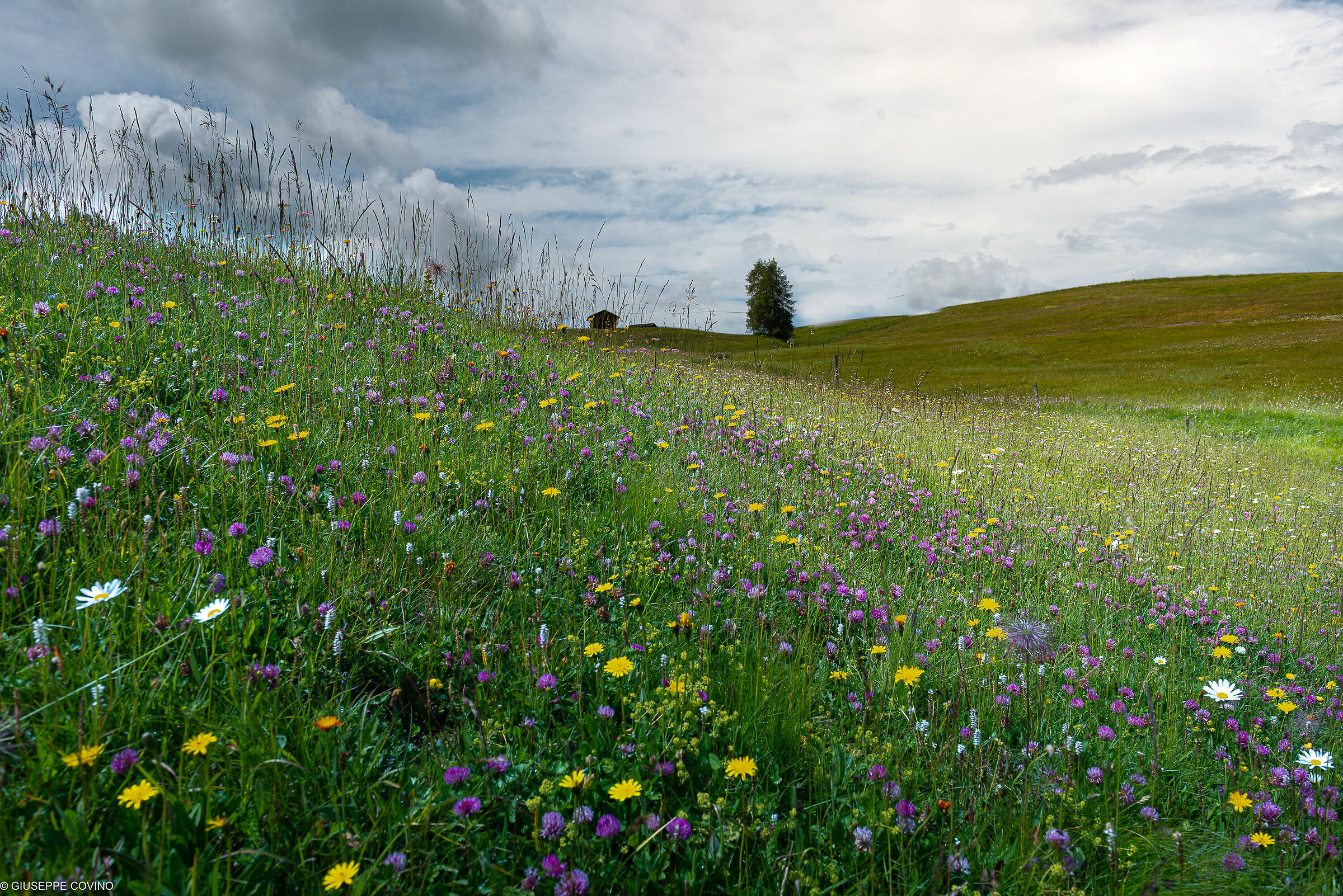 Prati e fiori II