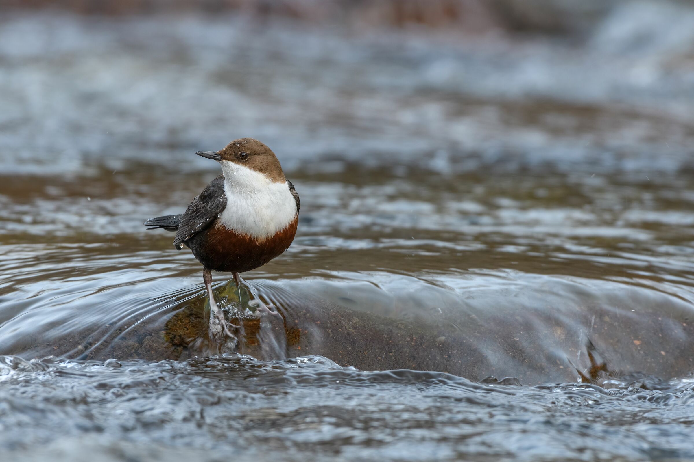 the footbath