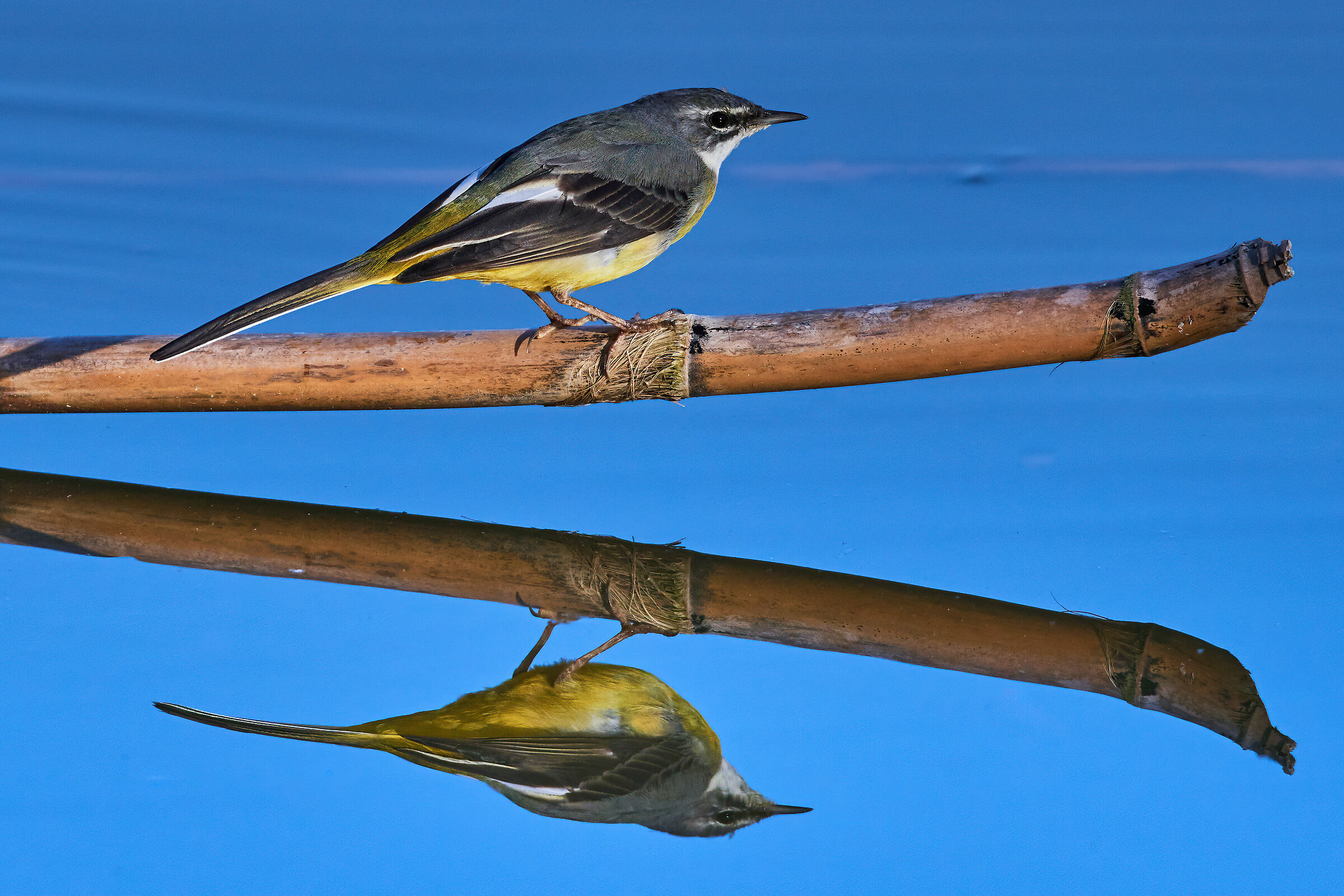 Ballerina allo specchio