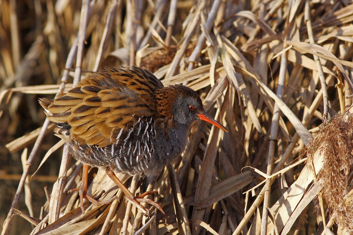 Proud of her new hairstyle